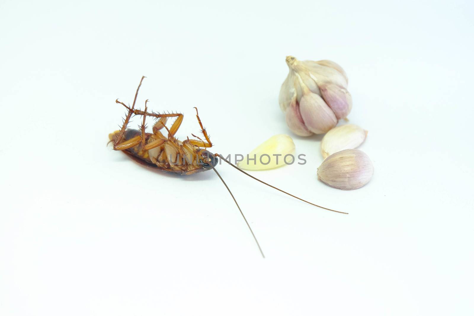 A garlic can chase cockroaches,Close up cockroach and garlic on isolated style.