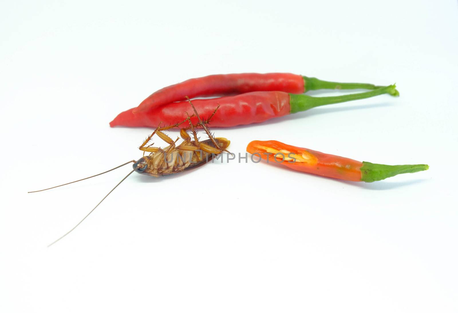 A chili can chase cockroaches,Close up cockroach chili on isolated style.