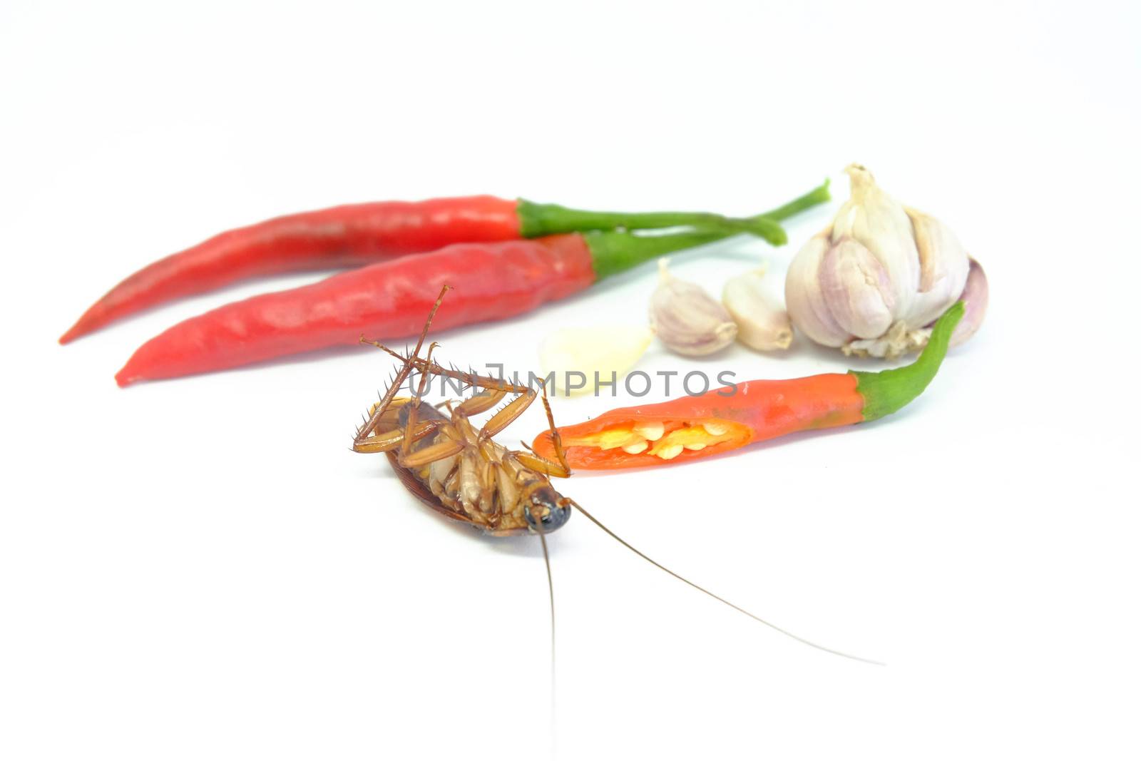 A garlic and chili can chase cockroaches,Close up cockroach chili and garlic on isolated style.