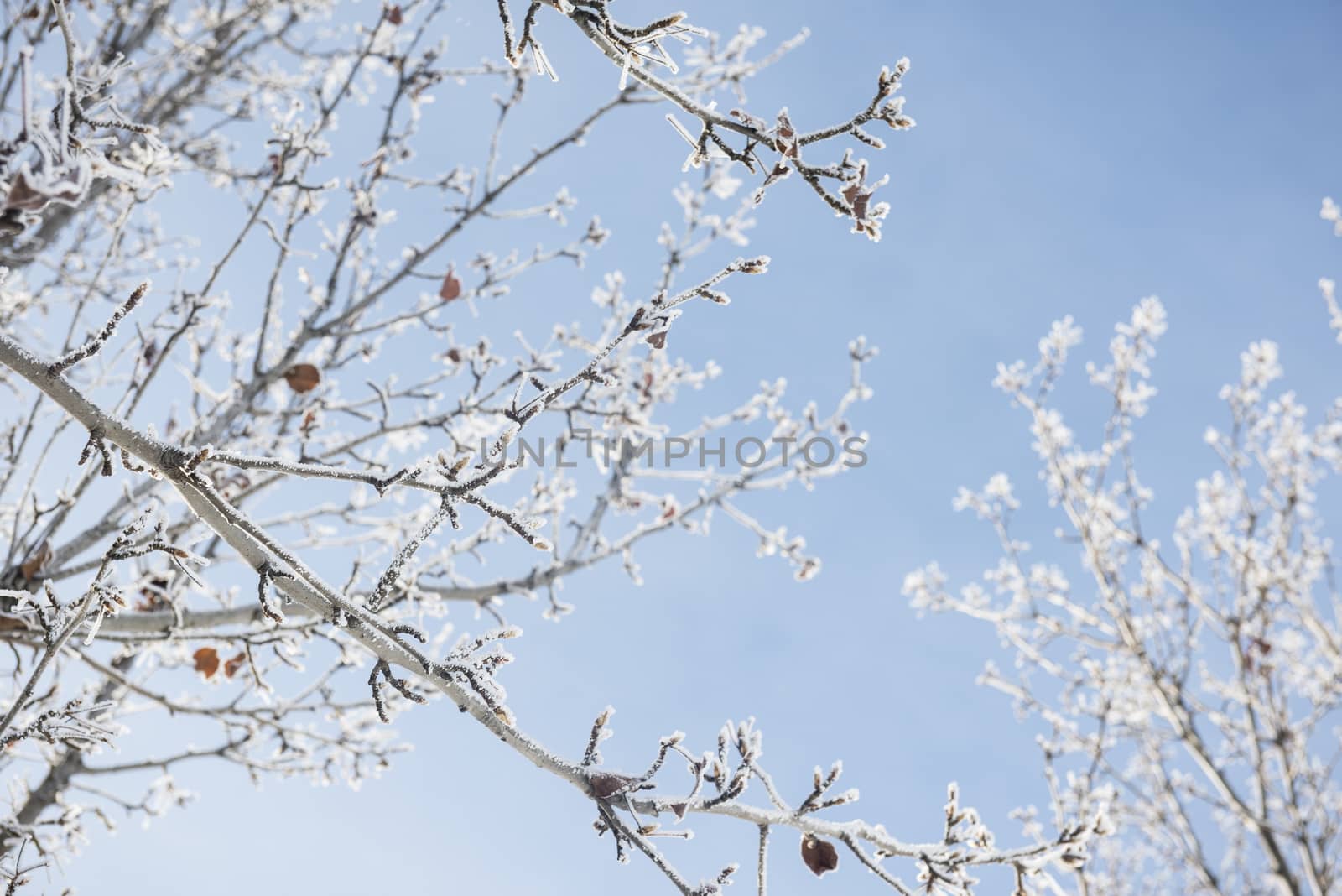 Frost-covered tree branches in winter by Njean