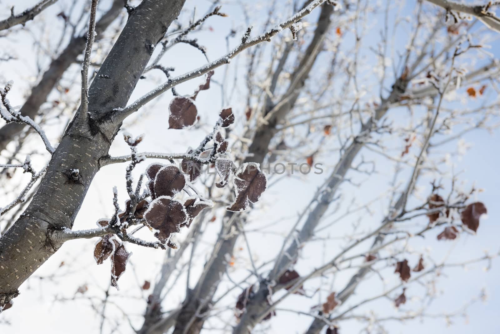 Frost-covered tree branches and leaves in winter by Njean