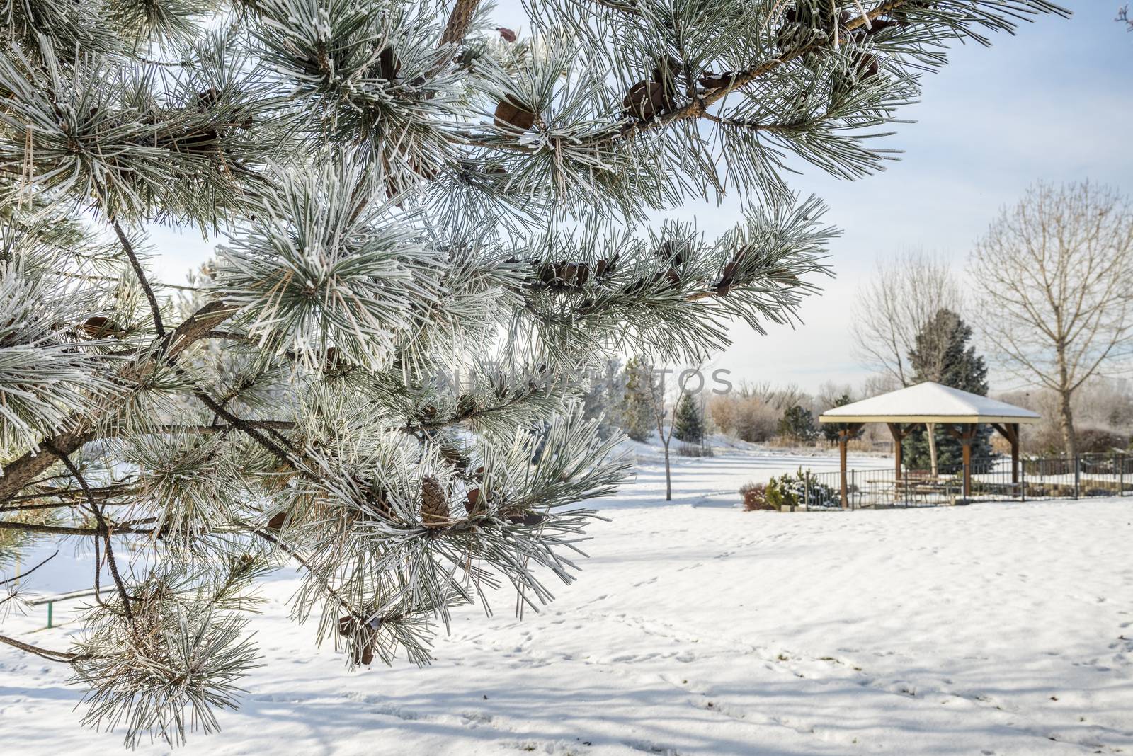 Frost-covered pine tree in a park with a gazebo in winter