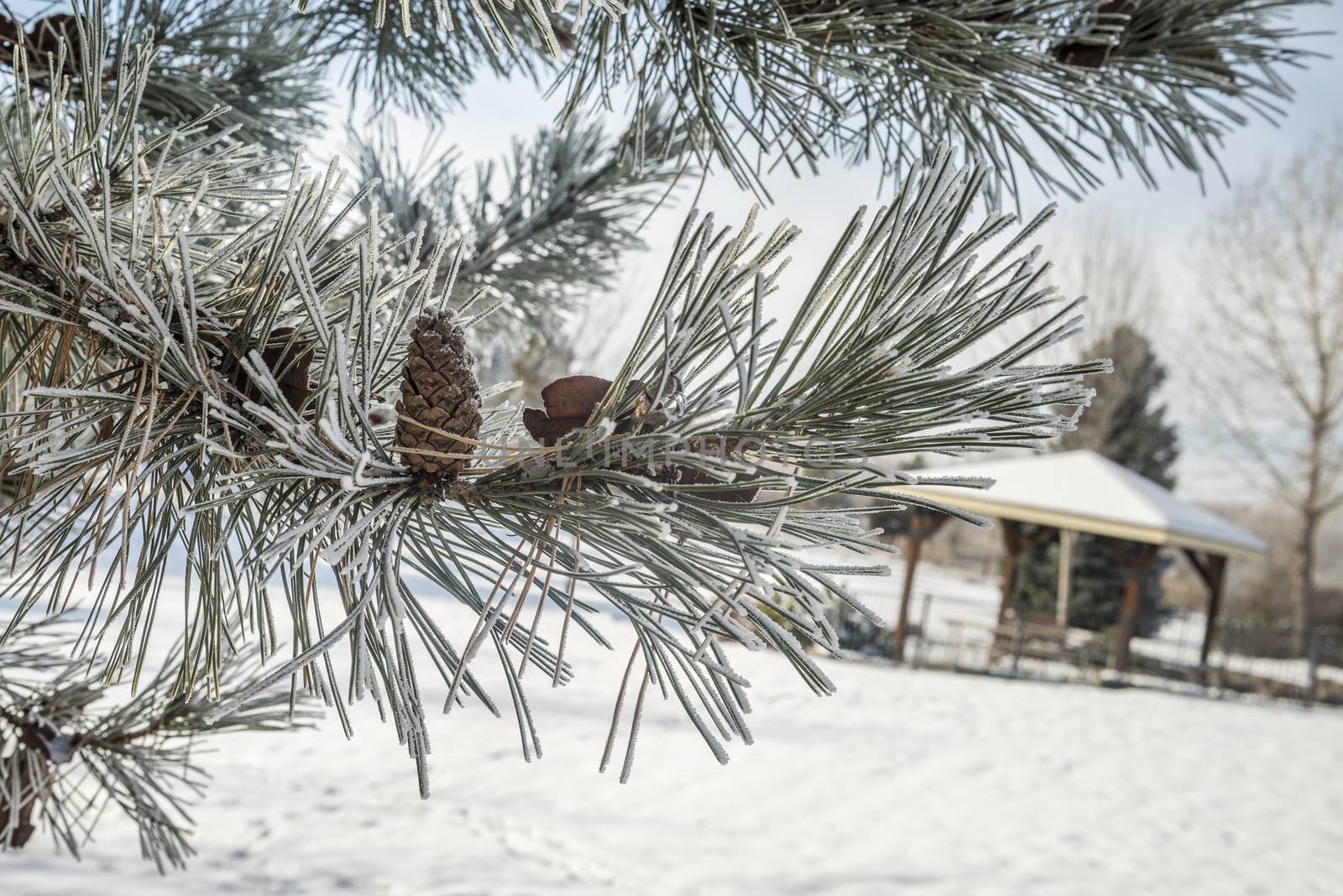 Frost-covered pine tree in a park with a gazebo in winter by Njean