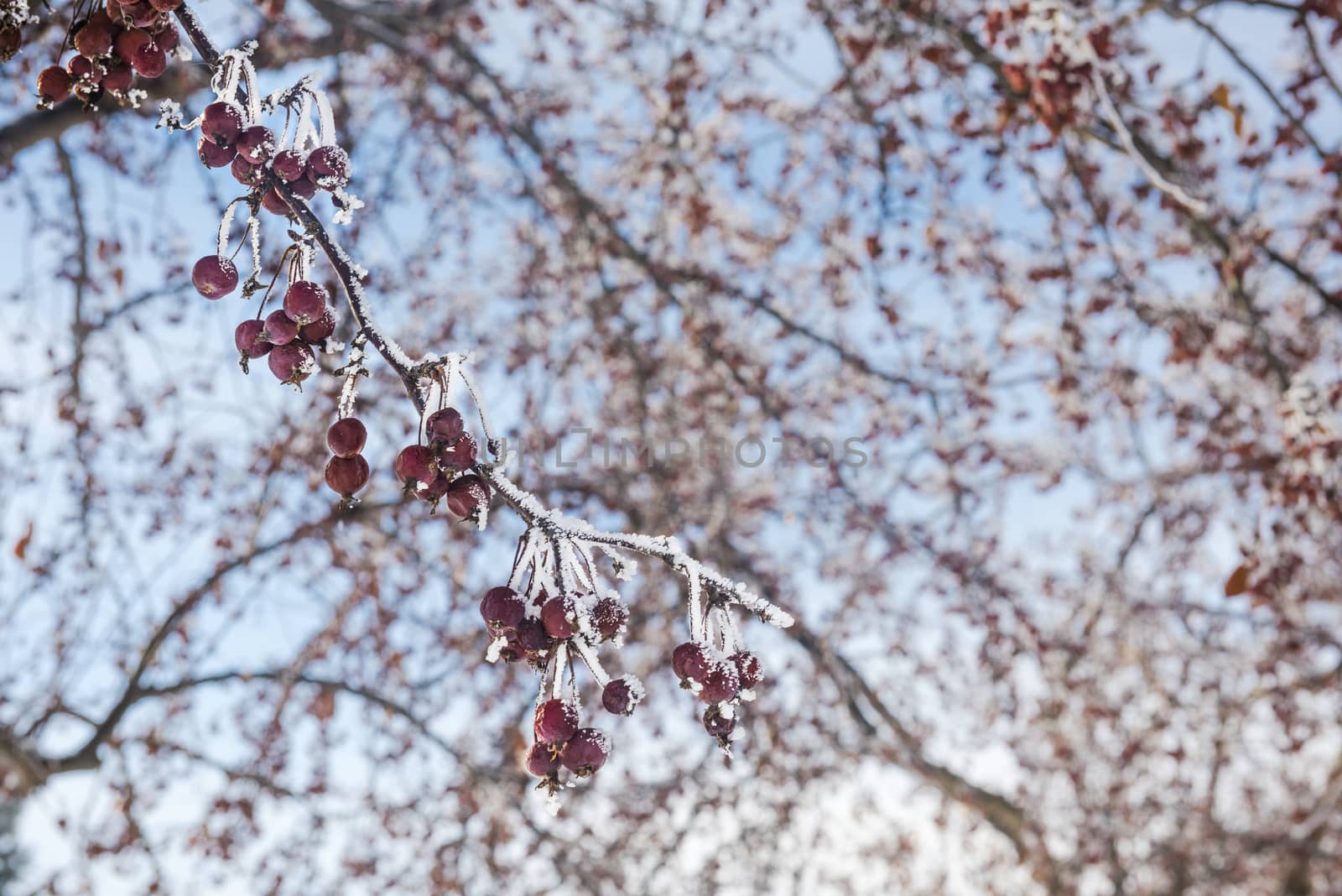 Tree with frozen red berries in winter by Njean