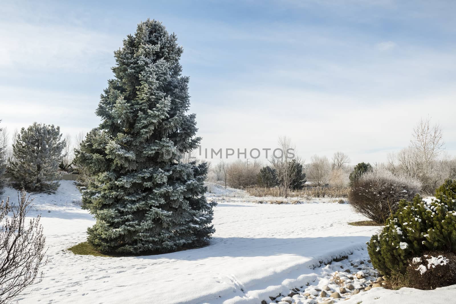 Large snow-covered pine tree in winter