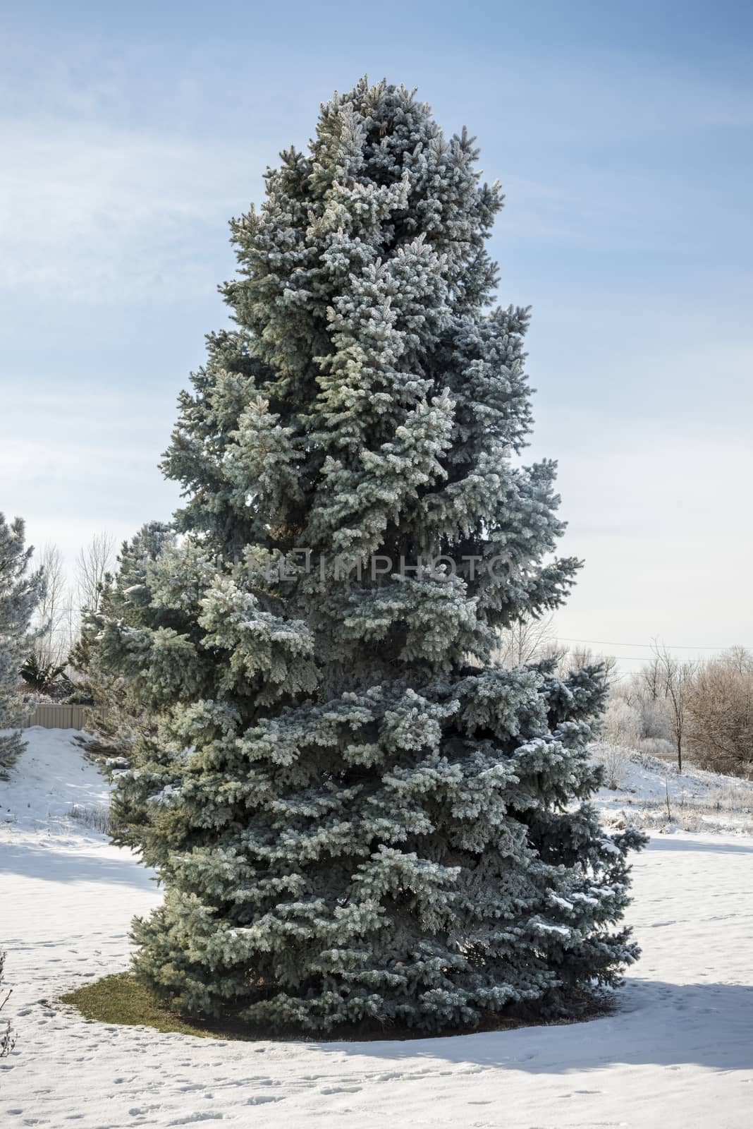 Large snow-covered pine tree in winter by Njean