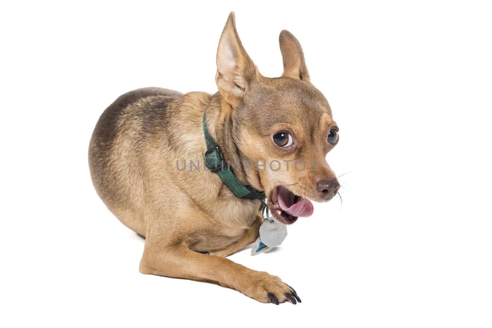Yawning chihuahua dog isolated against a white background by Njean