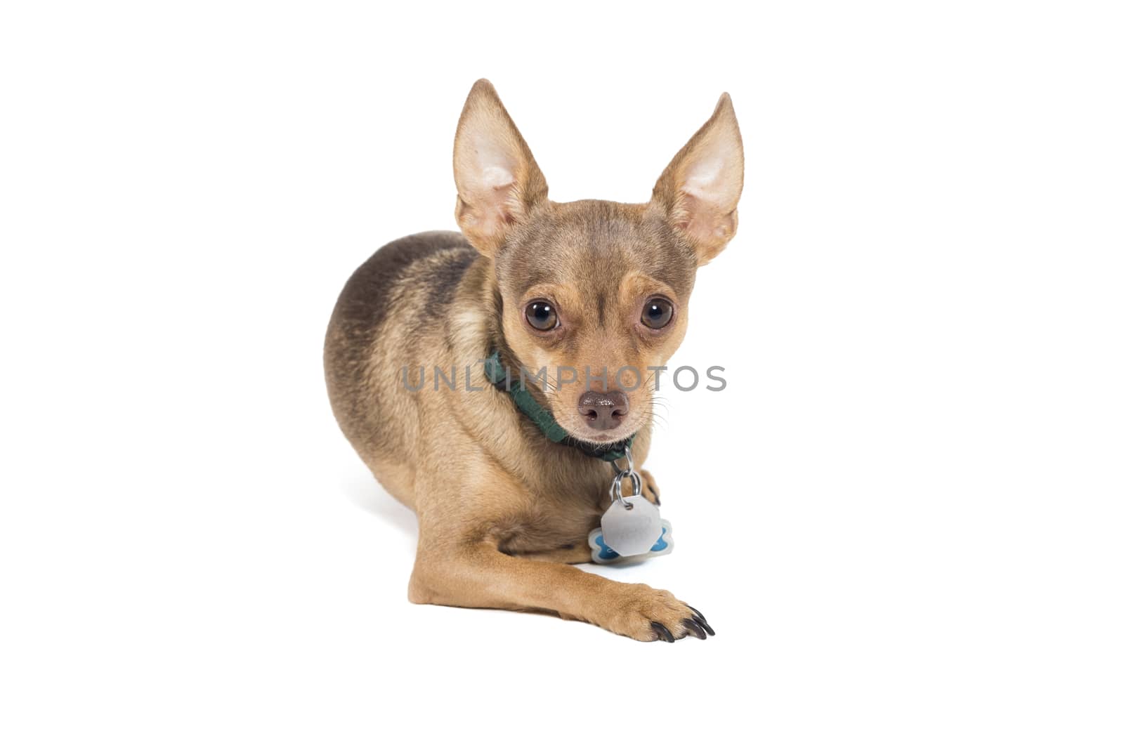 Curious chihuahua dog looking at camera isolated against a white by Njean