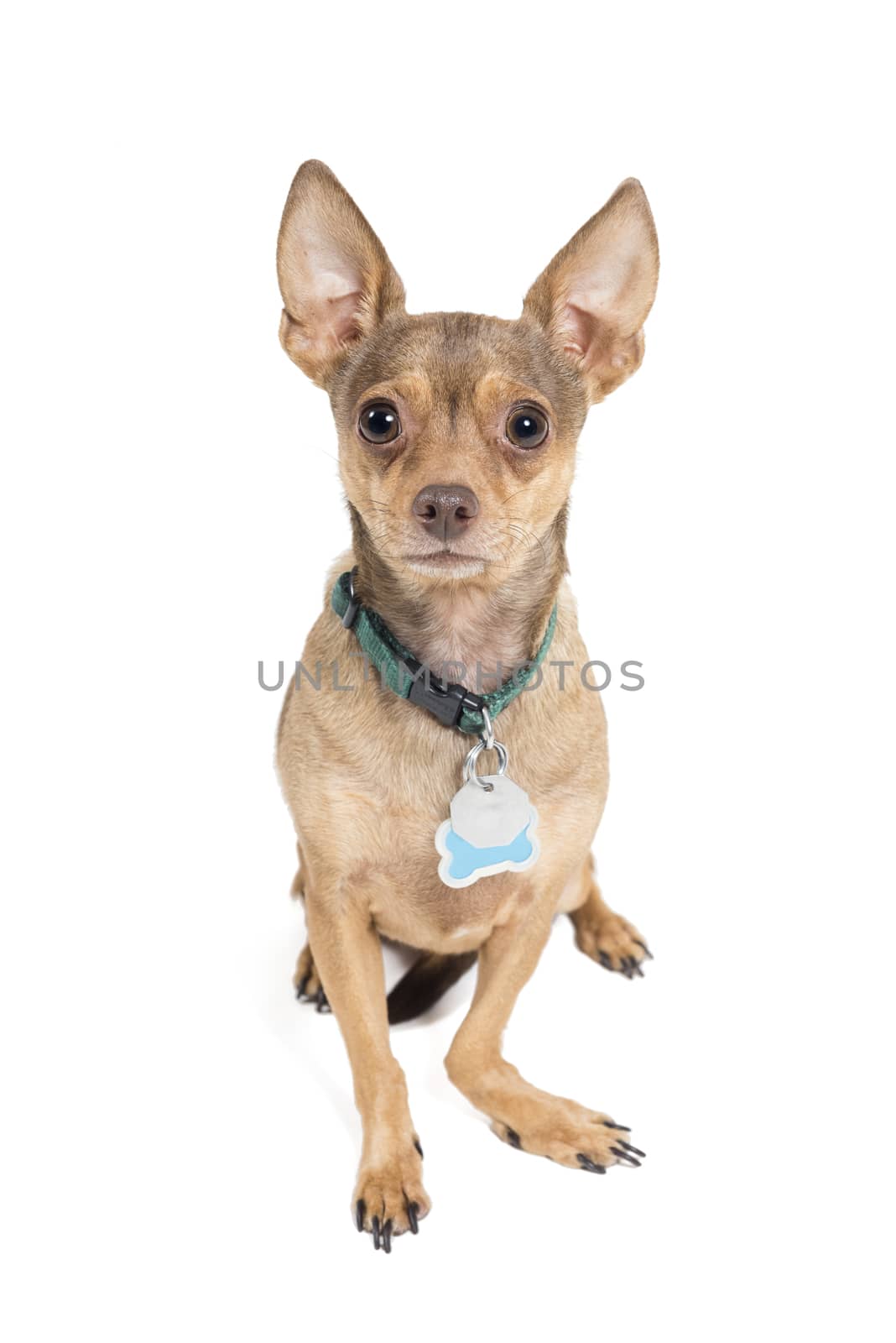Chihuahua dog isolated against a white background by Njean