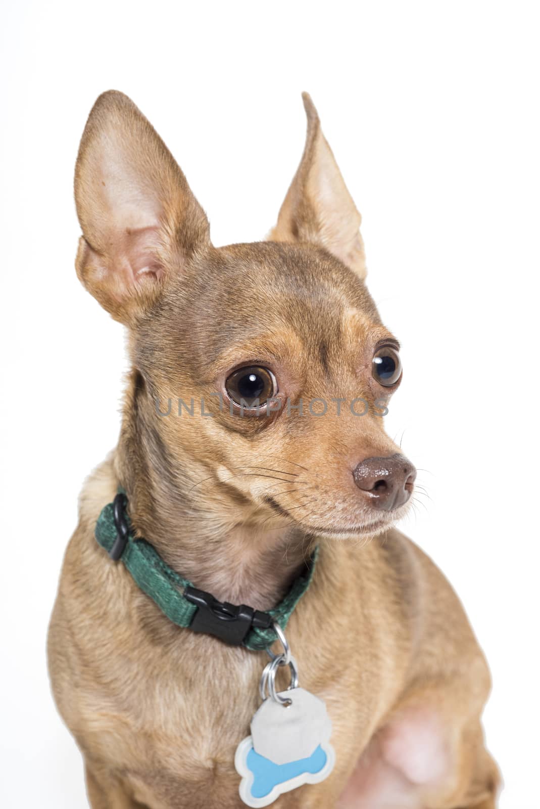 Chihuahua dog isolated against a white background by Njean