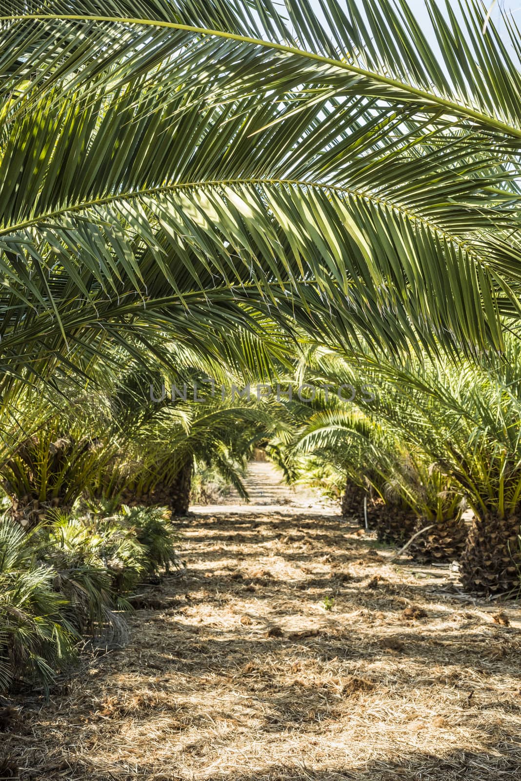 Rows of small palm trees in a palm tree farm by Njean