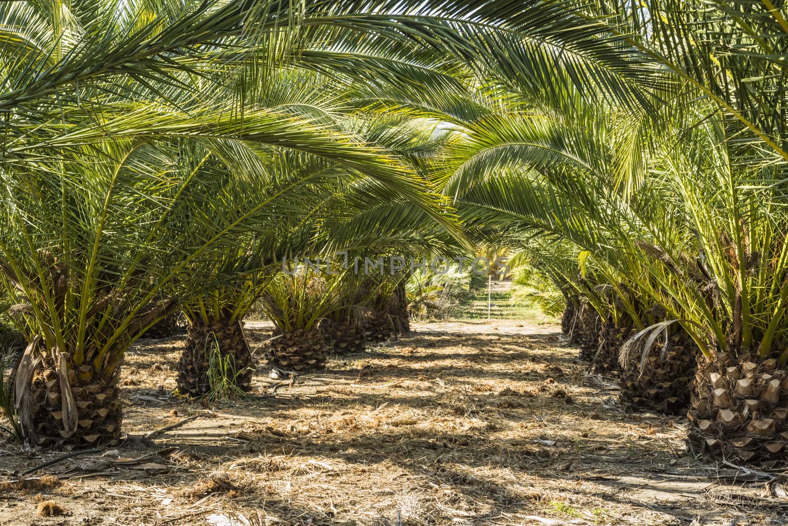 Rows of small palm trees in a palm tree farm by Njean
