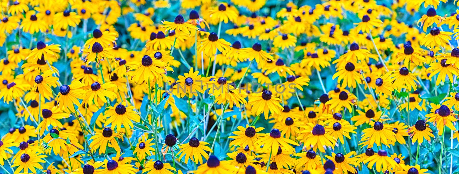 Field of Rudbeckia hirta, aka black-eyed-Susan flowers  by marcorubino