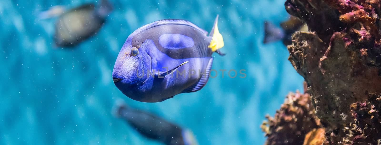 Closeup of a regal blue tang in aquarium environment by marcorubino