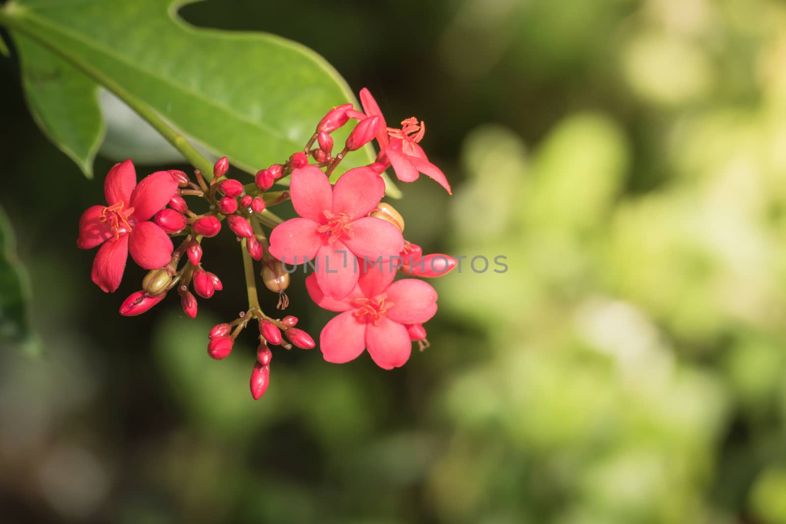 The background image of the colorful flowers, background nature