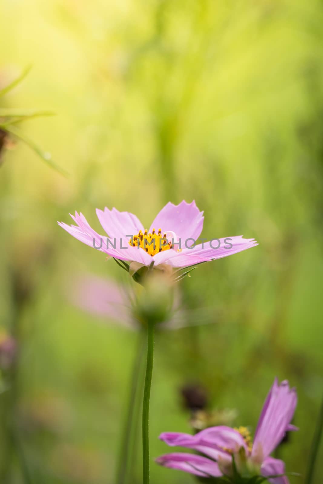 The background image of the colorful flowers by teerawit