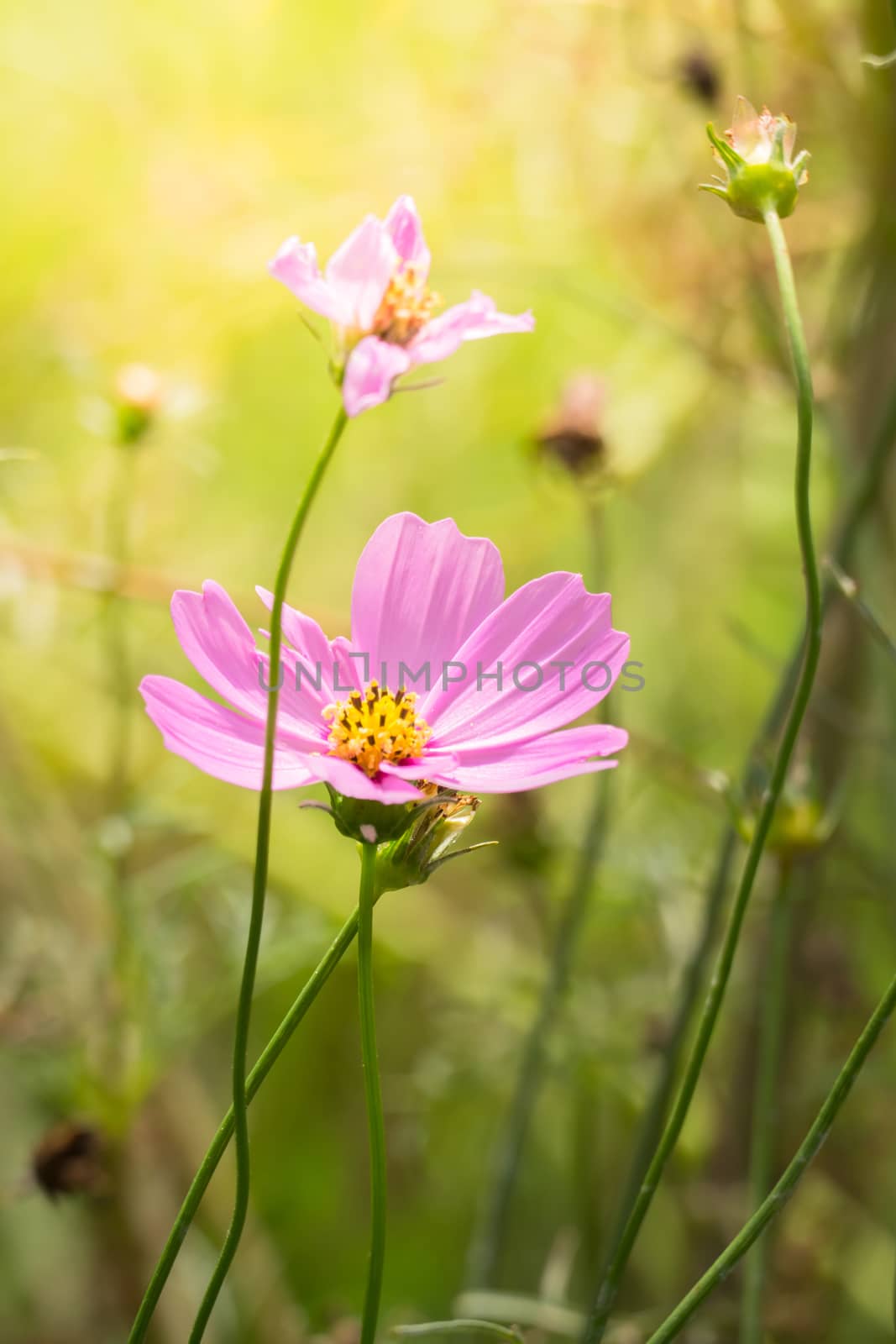 The background image of the colorful flowers by teerawit