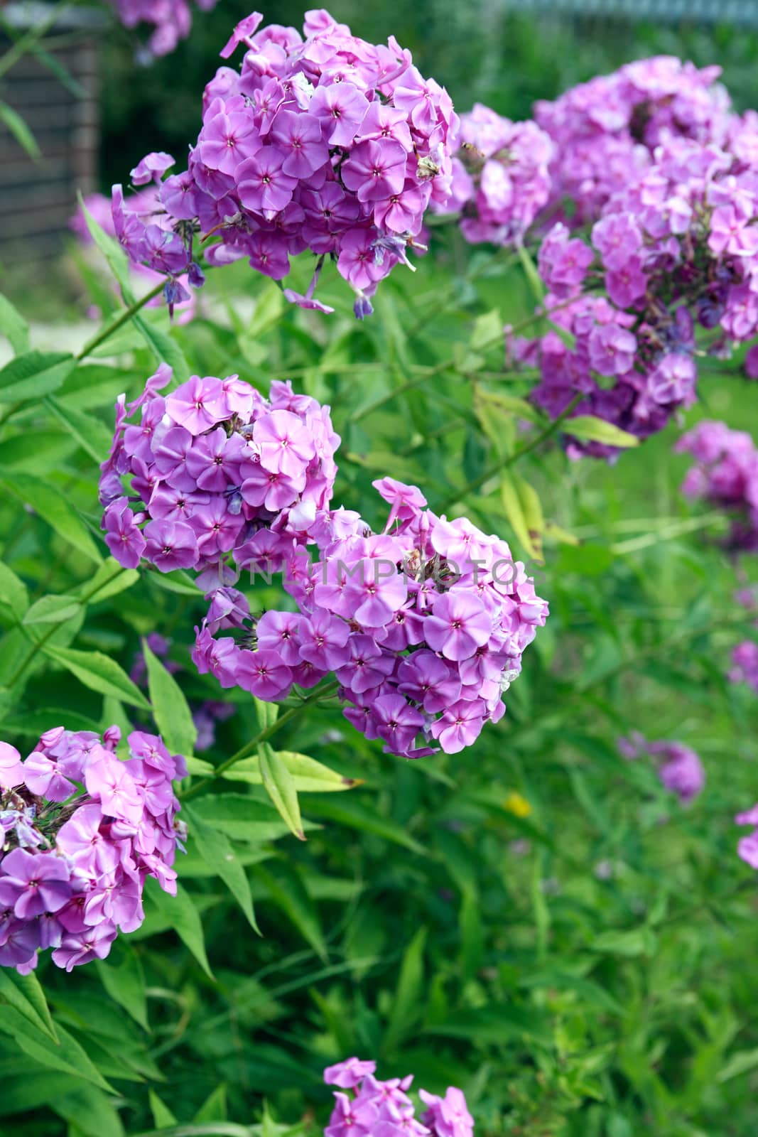 Nice garden background with big pink flowers