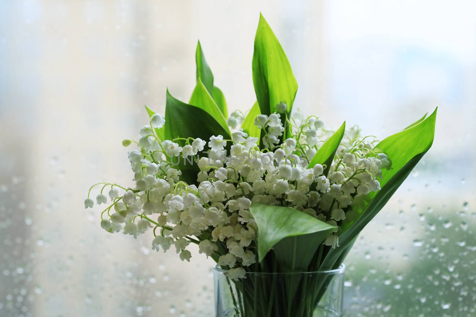 Bouquet of Lilies of the Valley isolated on dim background.