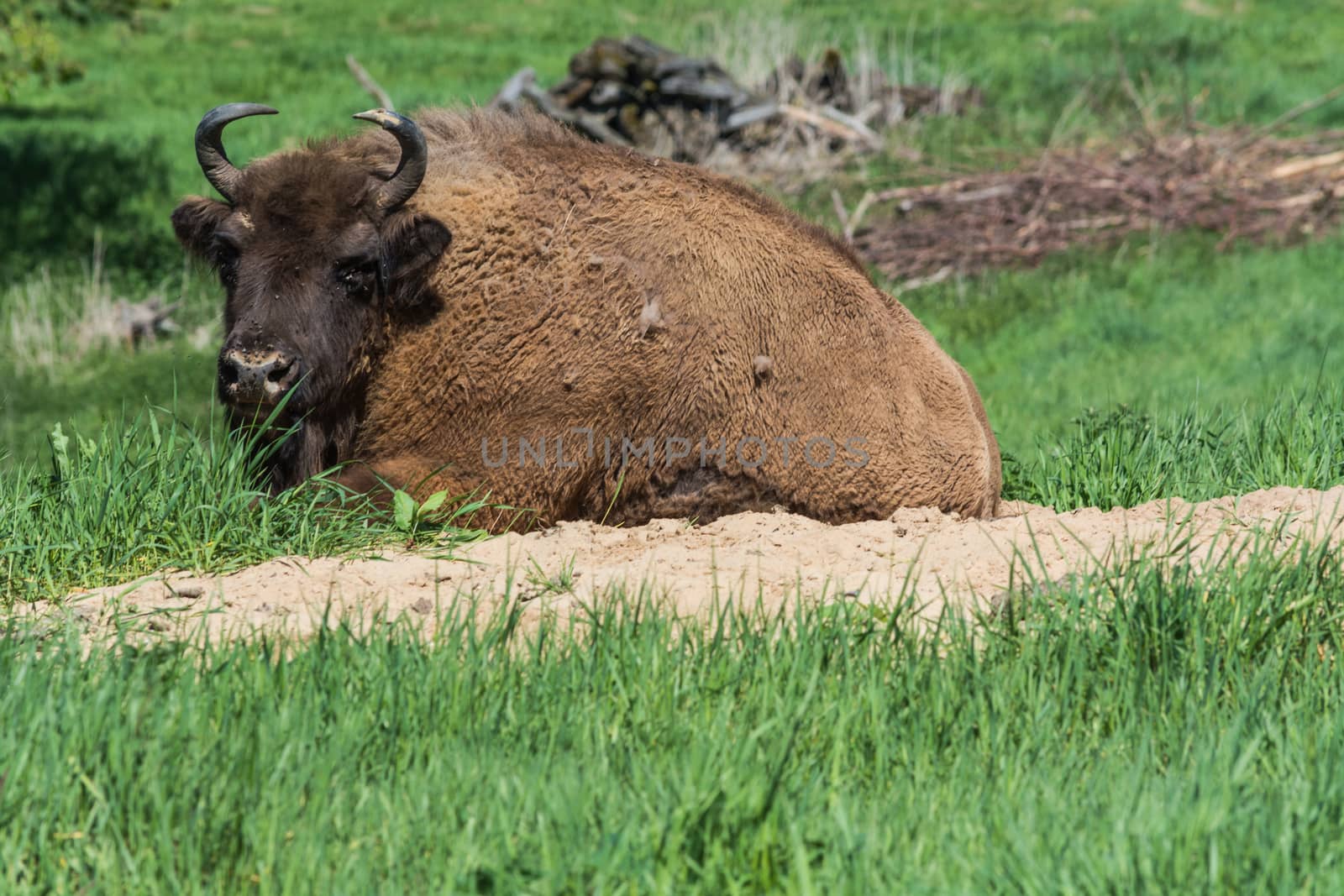 Bison in glacial wild reserve in the Neander Valley in a green meadow