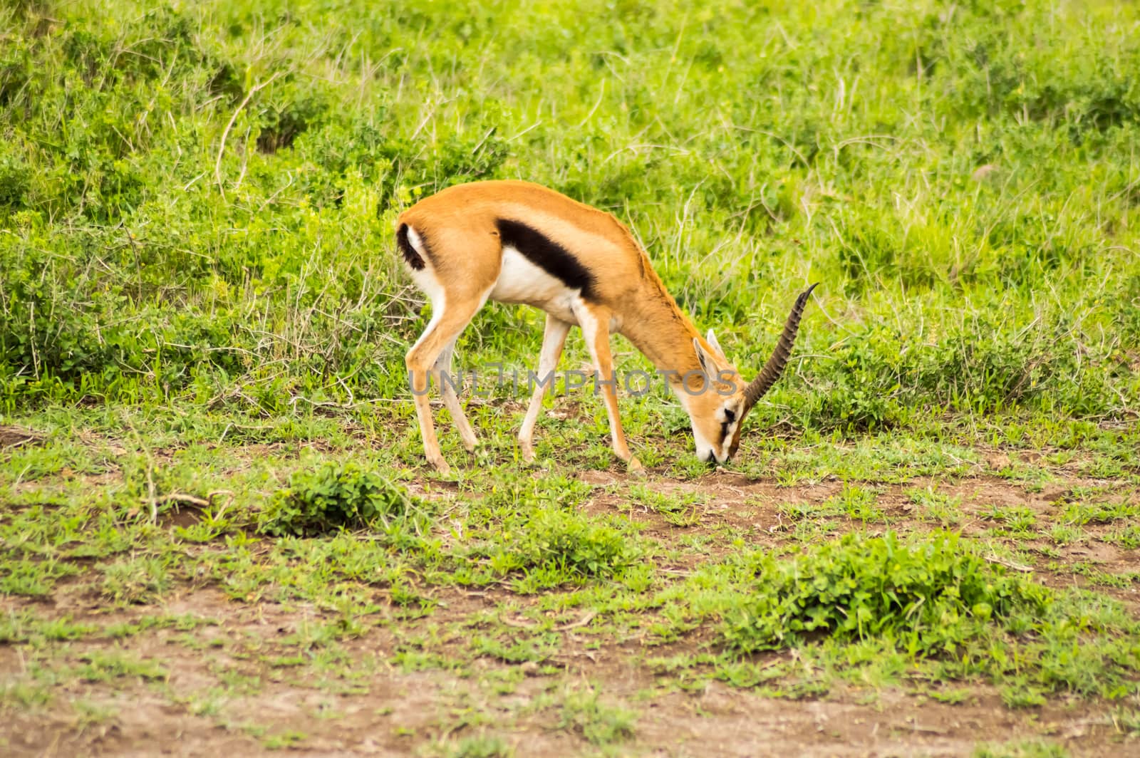 Thomson gazelle grazing in the savannah of ambosseli park in Kenya