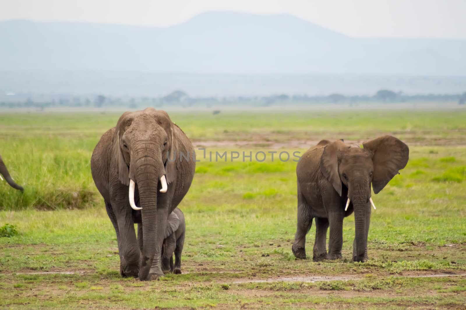 Elephant family in the savannah countryside of Amboseliau Park Kenya