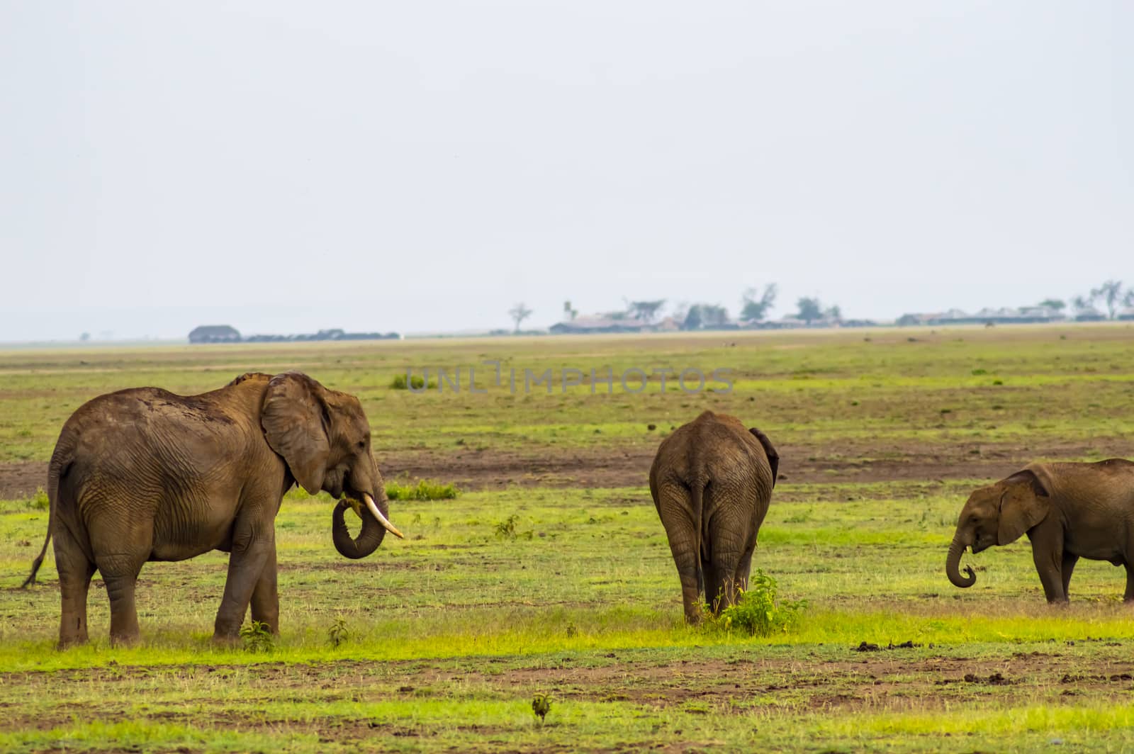 Elephant family in the savannah countryside of Amboseliau Park Kenya