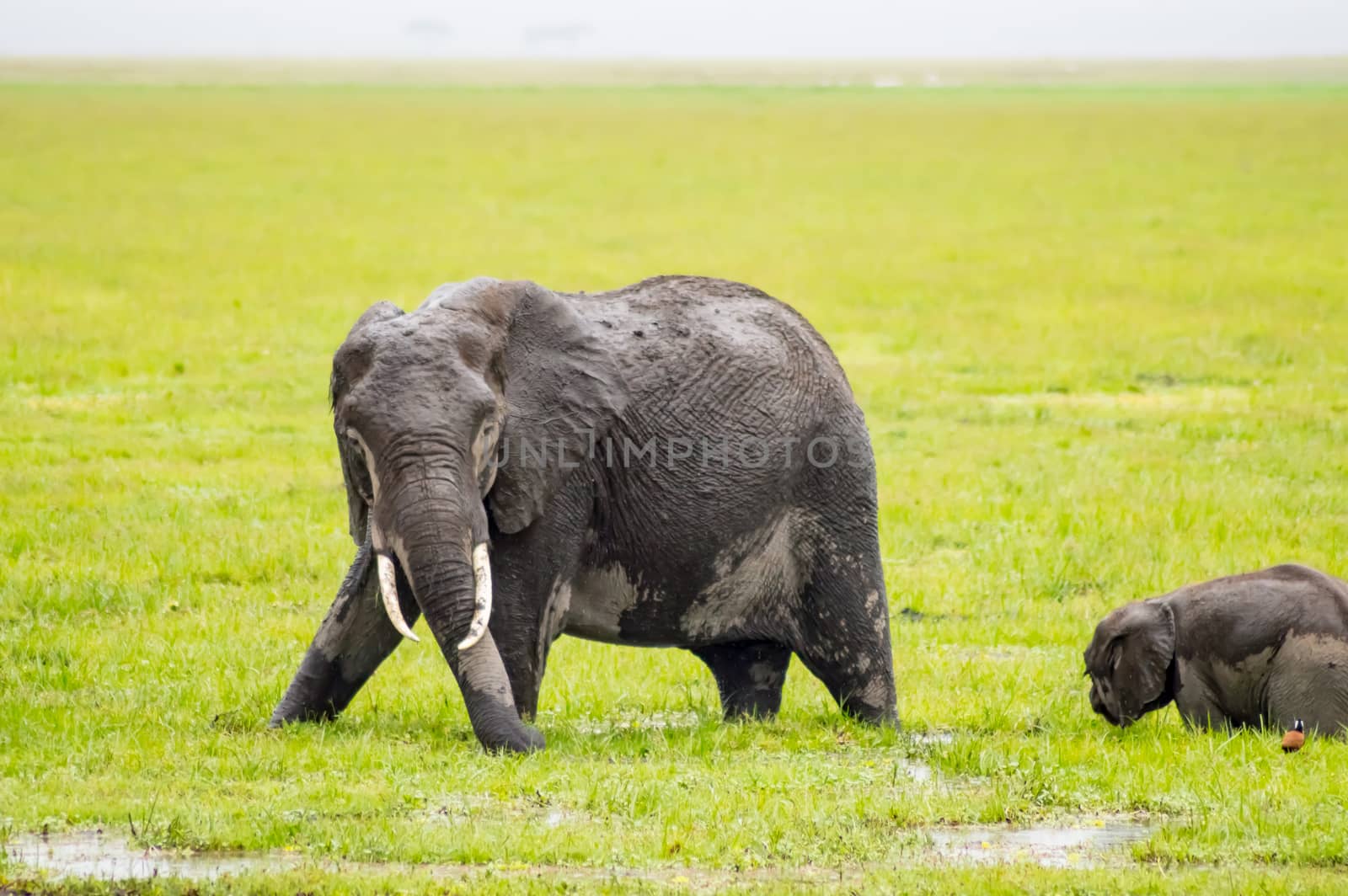 Elephant half immersed in the marshes of Amboseli Park by Philou1000