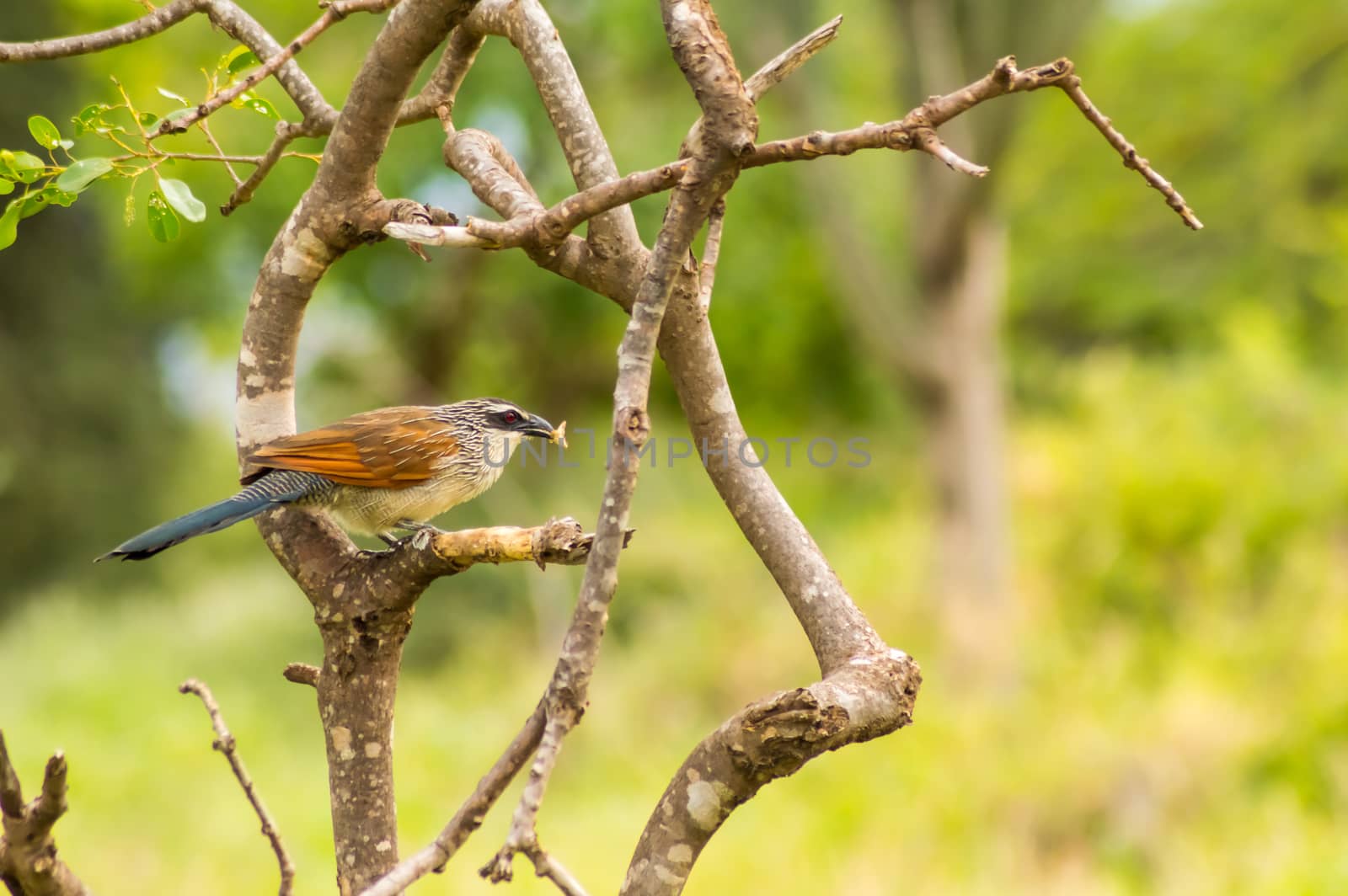 Burchell Cuckoo sitting on a branch with a butterfly in beak in Amboseli Park in Kenya