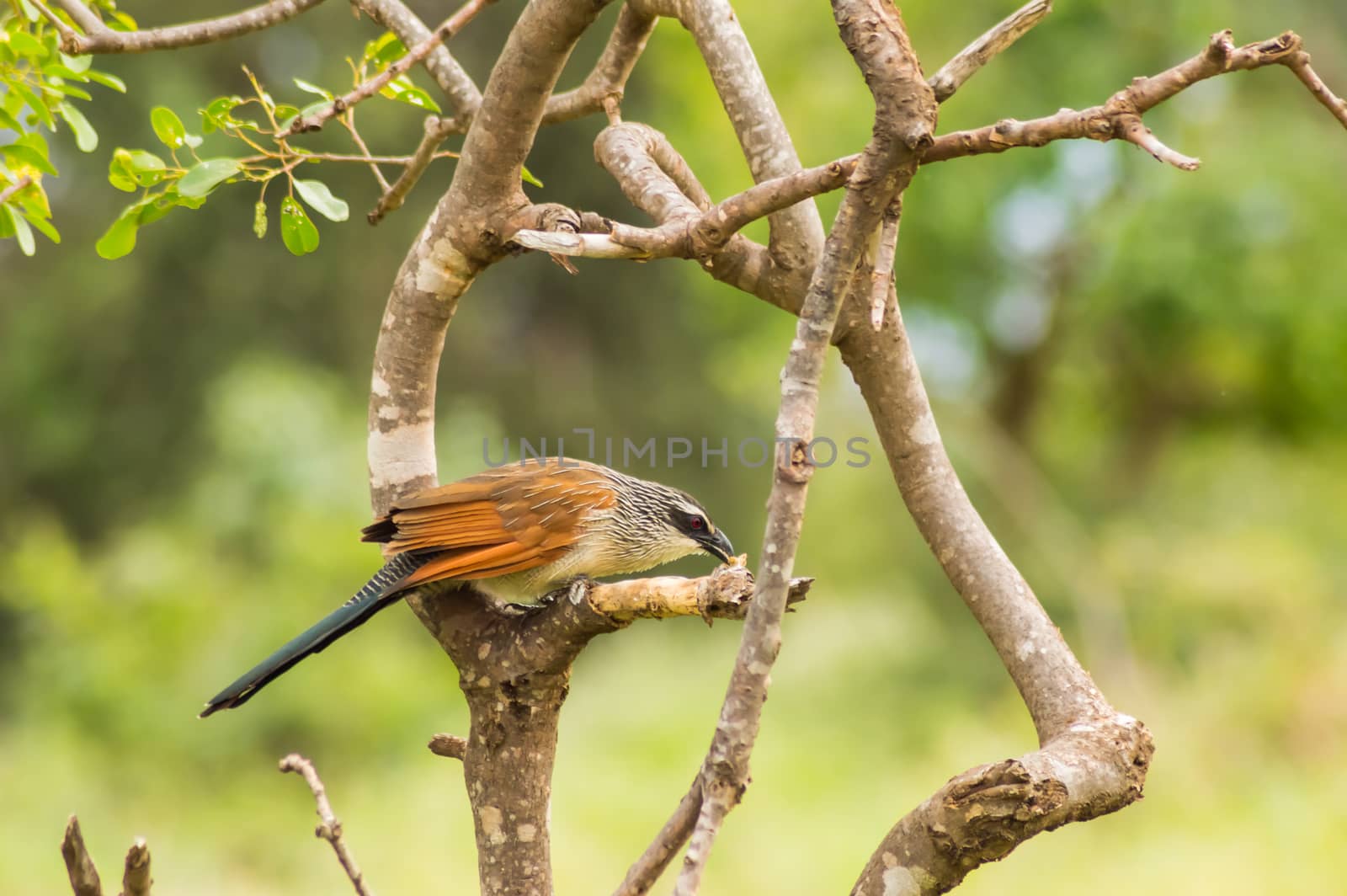 Burchell Cuckoo sitting on a branch with a butterfly in beak in  by Philou1000