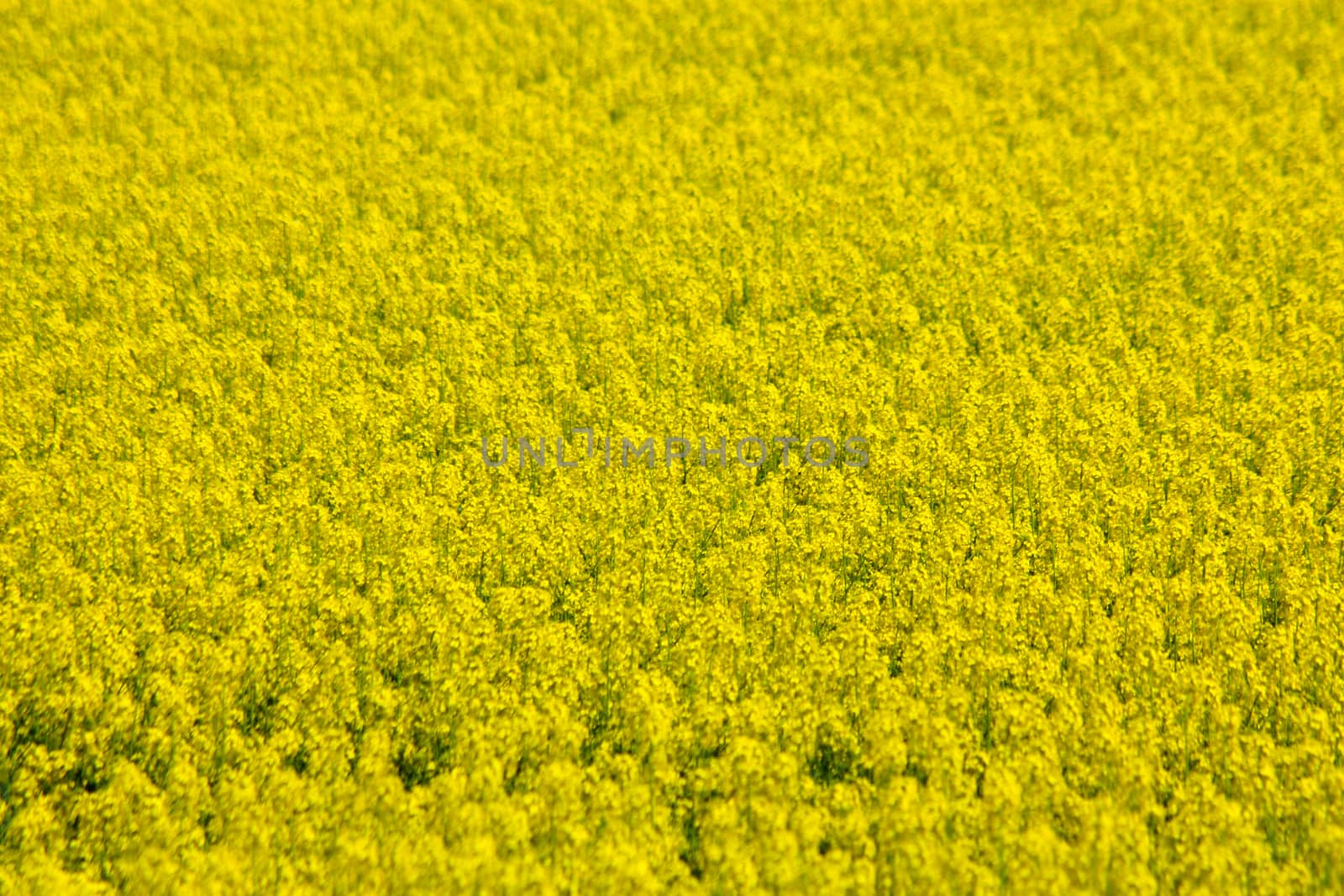 blooming yellow rapeseed field, shooting sunny summer day