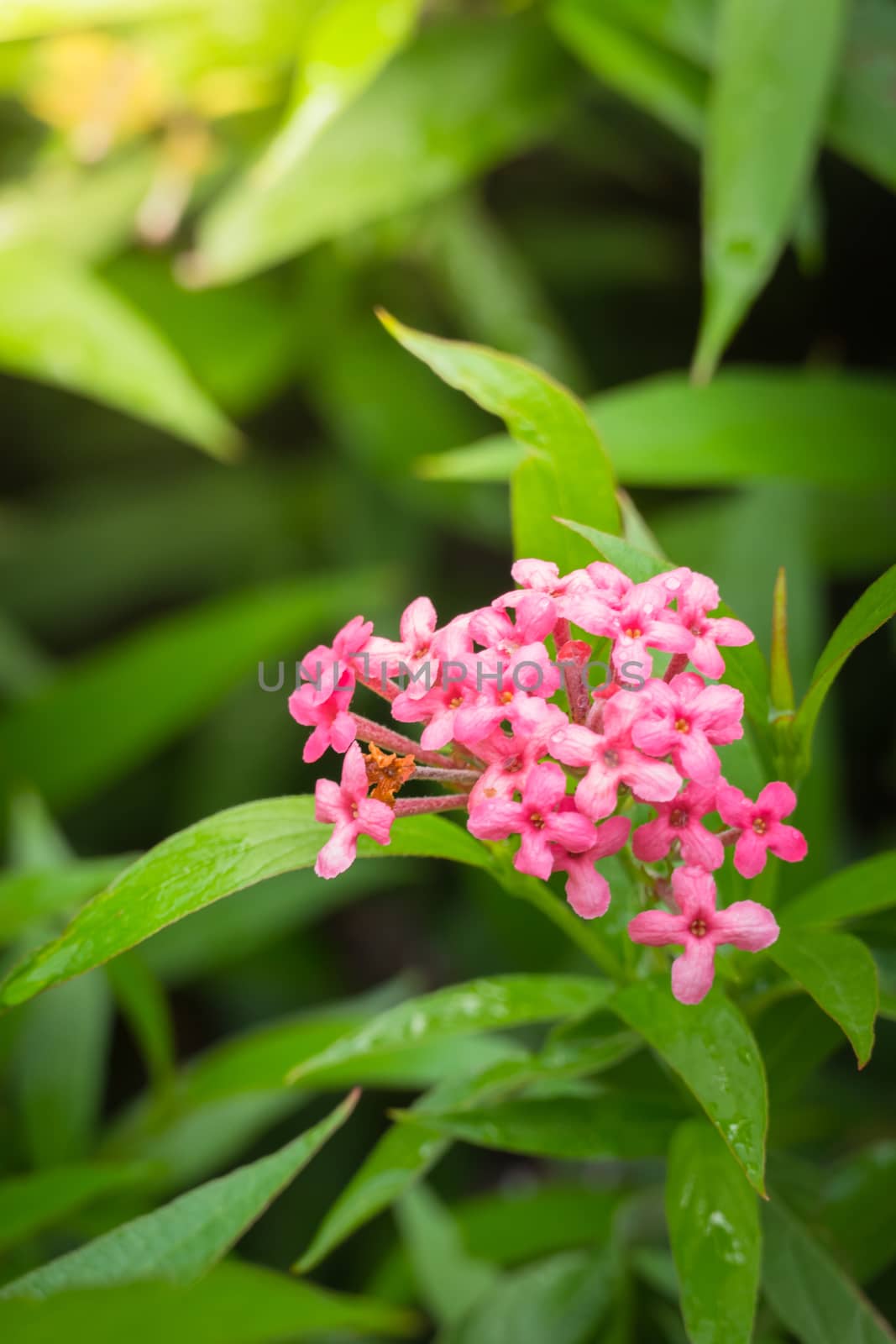 The background image of the colorful flowers by teerawit