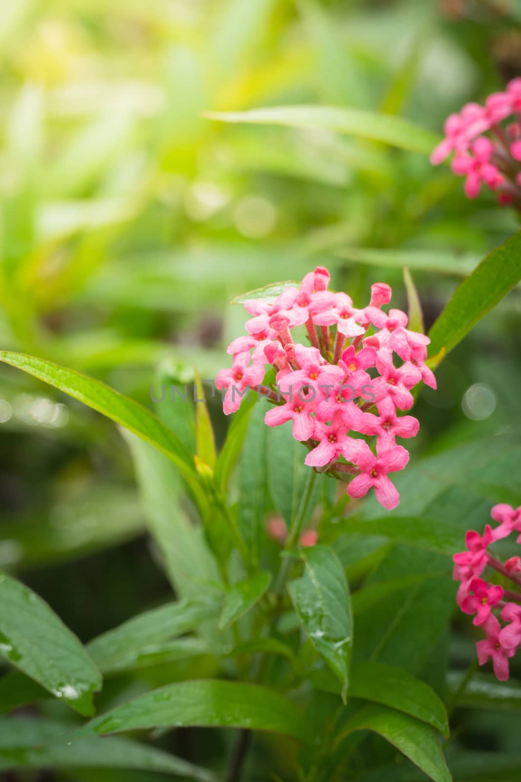 The background image of the colorful flowers by teerawit