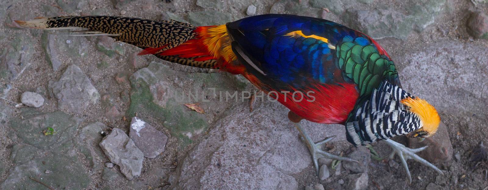 Close view of bright multiicolored forest bird golden pheasant