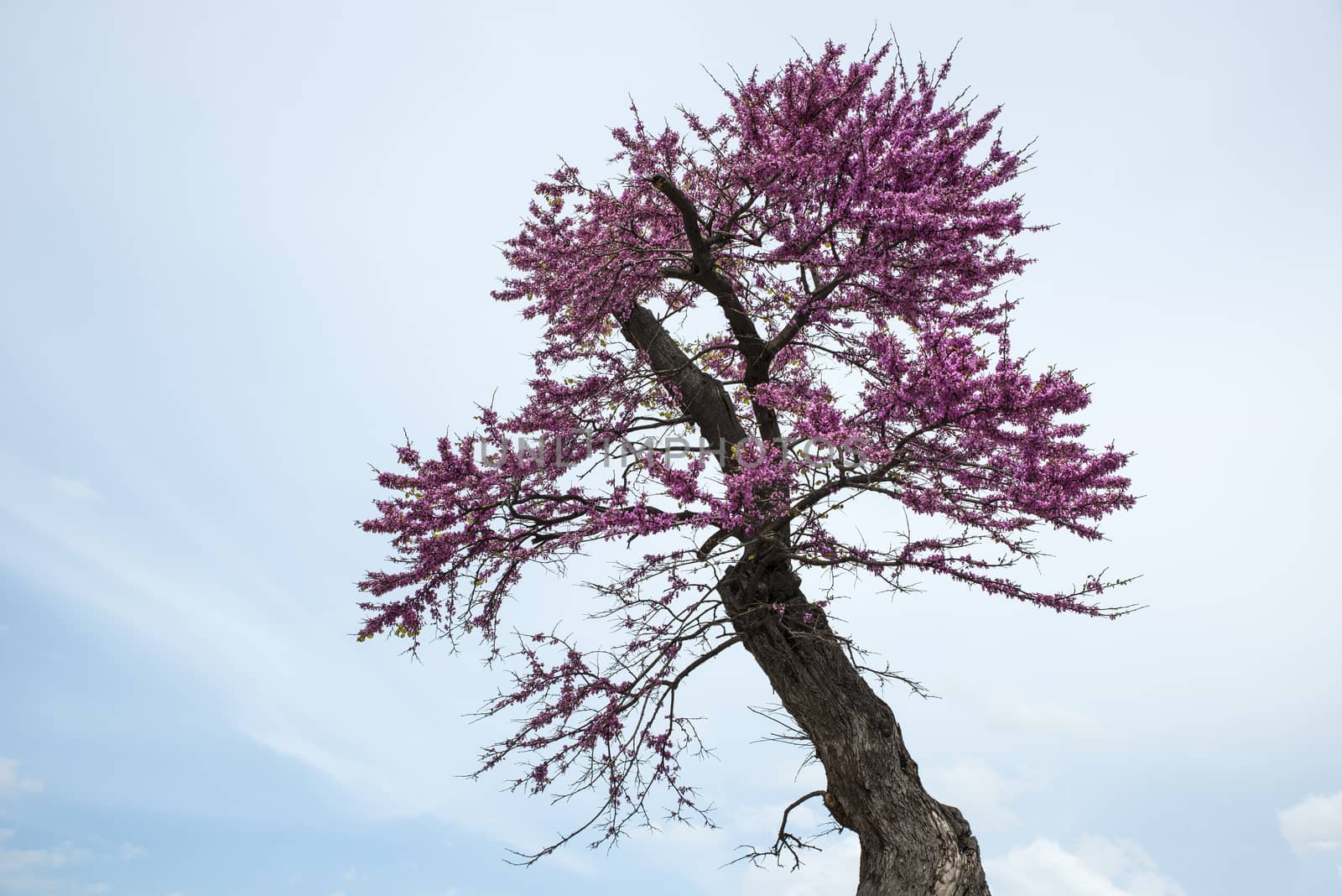 beautifull flowering blossom in the judas tree on sardinia in Italy in springtime