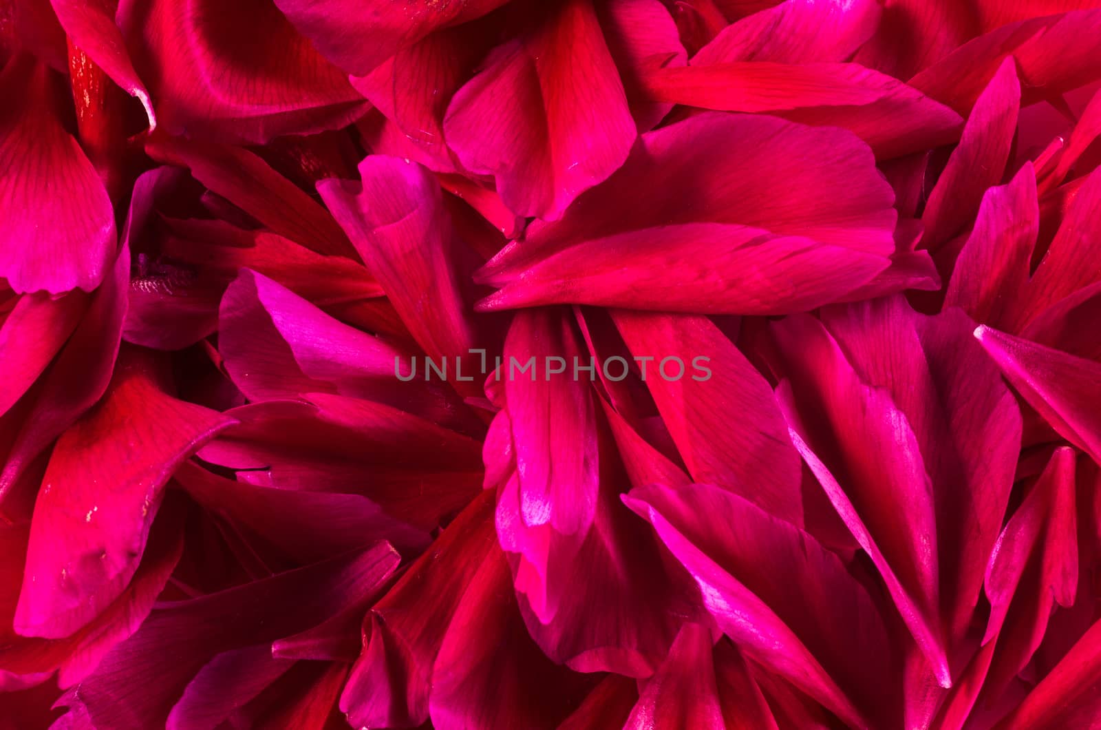 colored pattern of flower petals in the form of a square. The apartment was lying. by dmitry_derenyuk