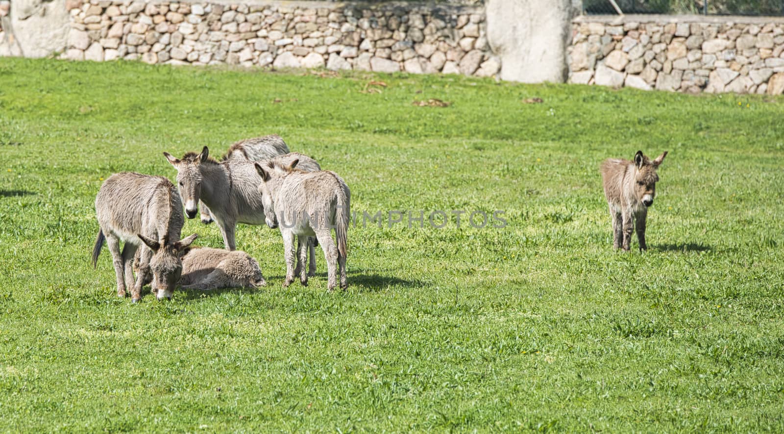 donkey farm on the island sardinia belonging to Italy near san pantaleo