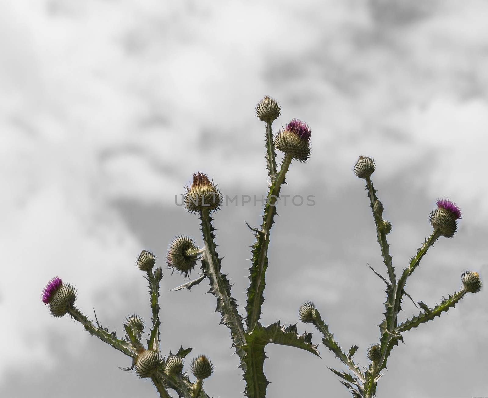 The milk thistle (Silybum marianum) blooming in front of a blue sky