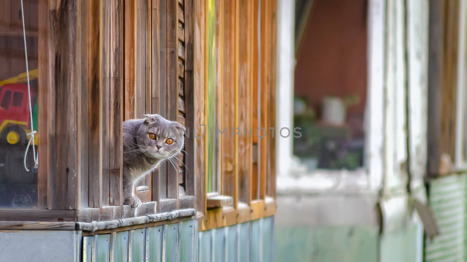 Cat from the window of the house looks at the photographer and wants to walk
