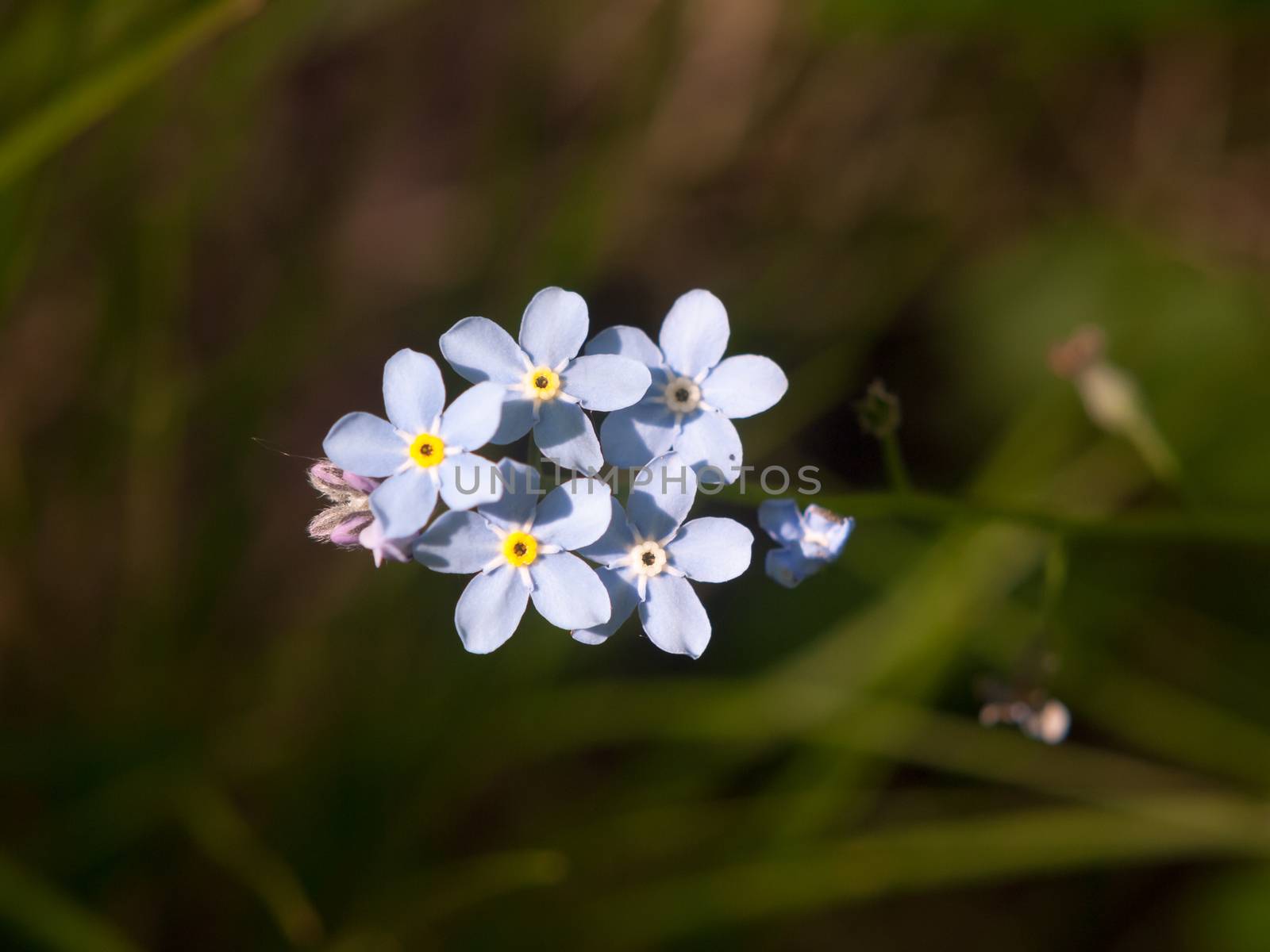 close up of bunch of wood blue forget me not flowers by callumrc