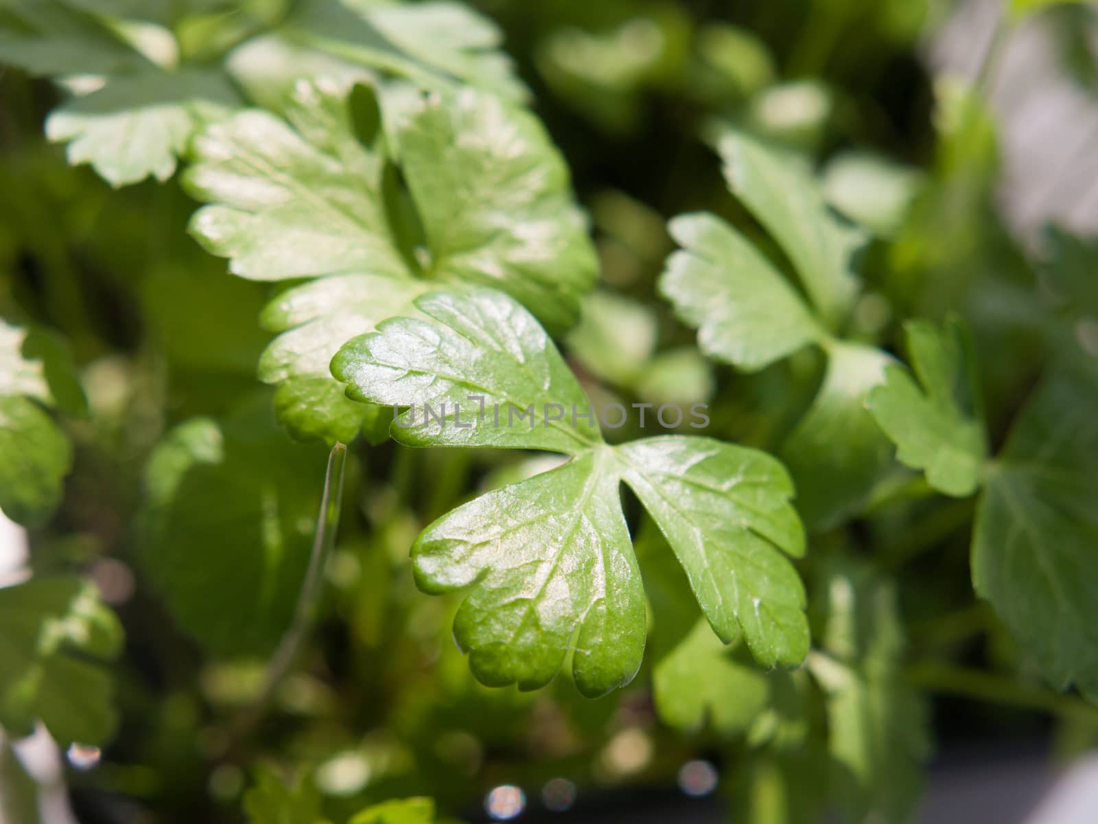 close up of growing flat parsley dill green sprout macro leaf he by callumrc