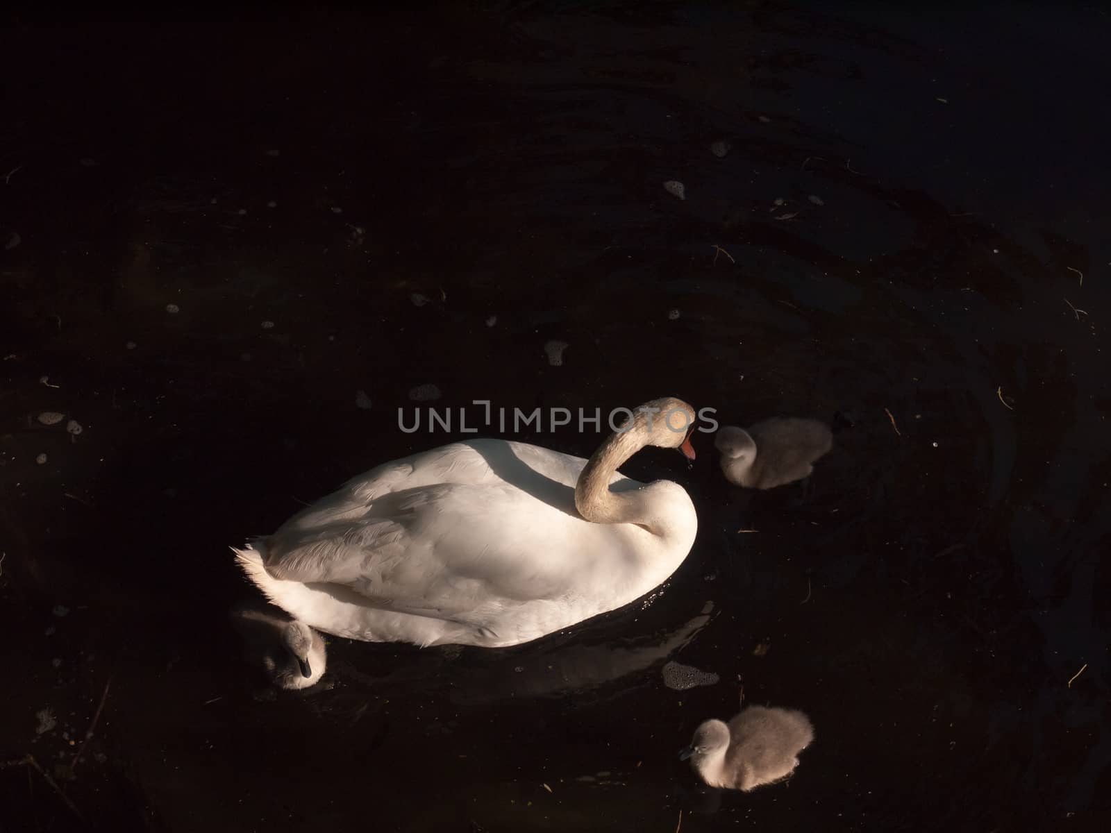 white mute swan with three grey cygnets down below water surface by callumrc