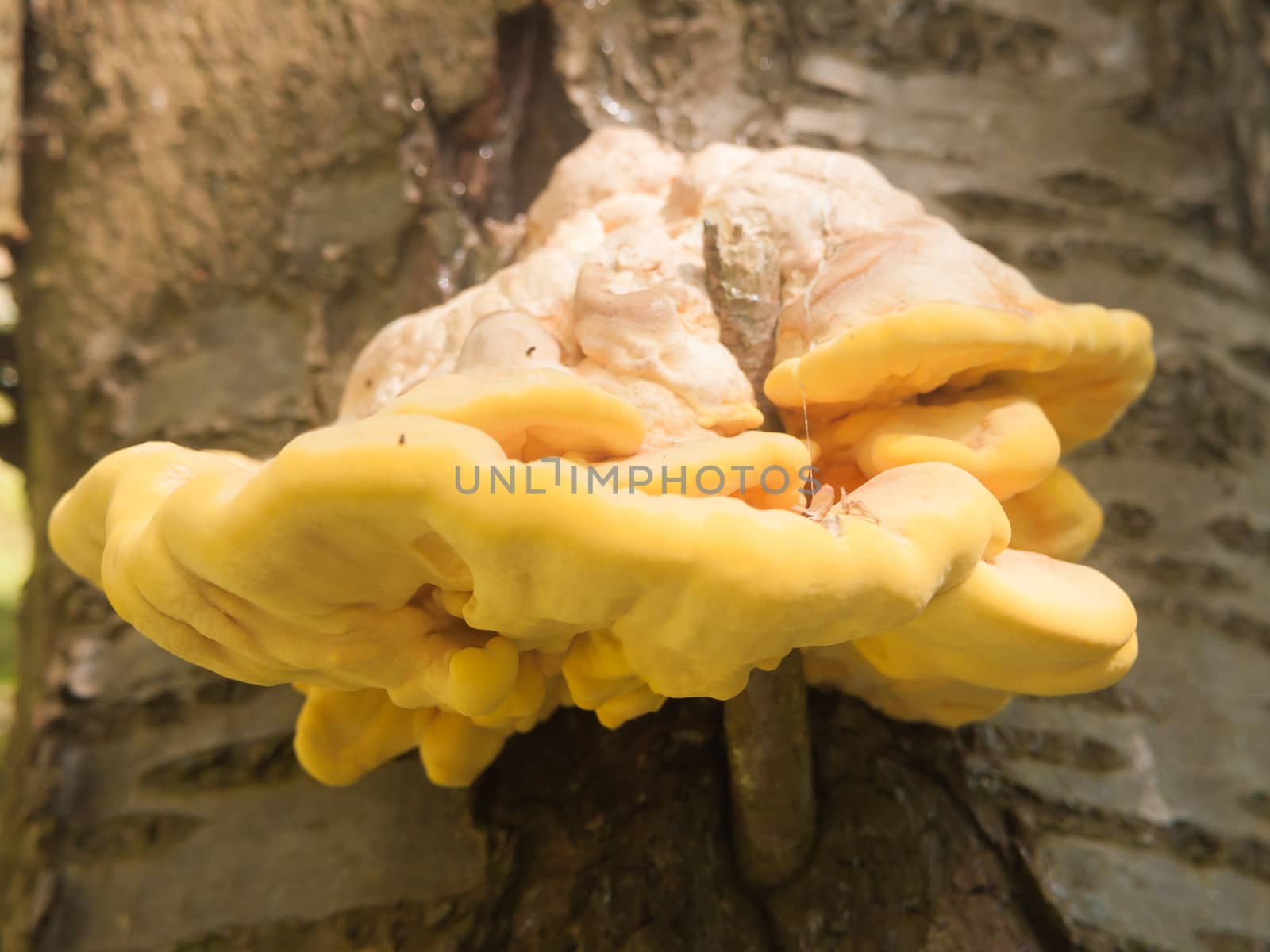 Close up chicken of the woods, sulphur shelf on bark - Laetiporus sulphureus; essex; england; uk