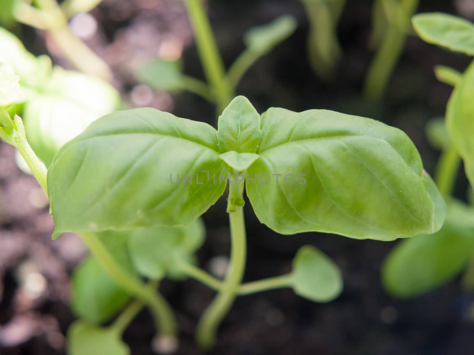 close up of growing herb basil green sprout macro leaf head by callumrc