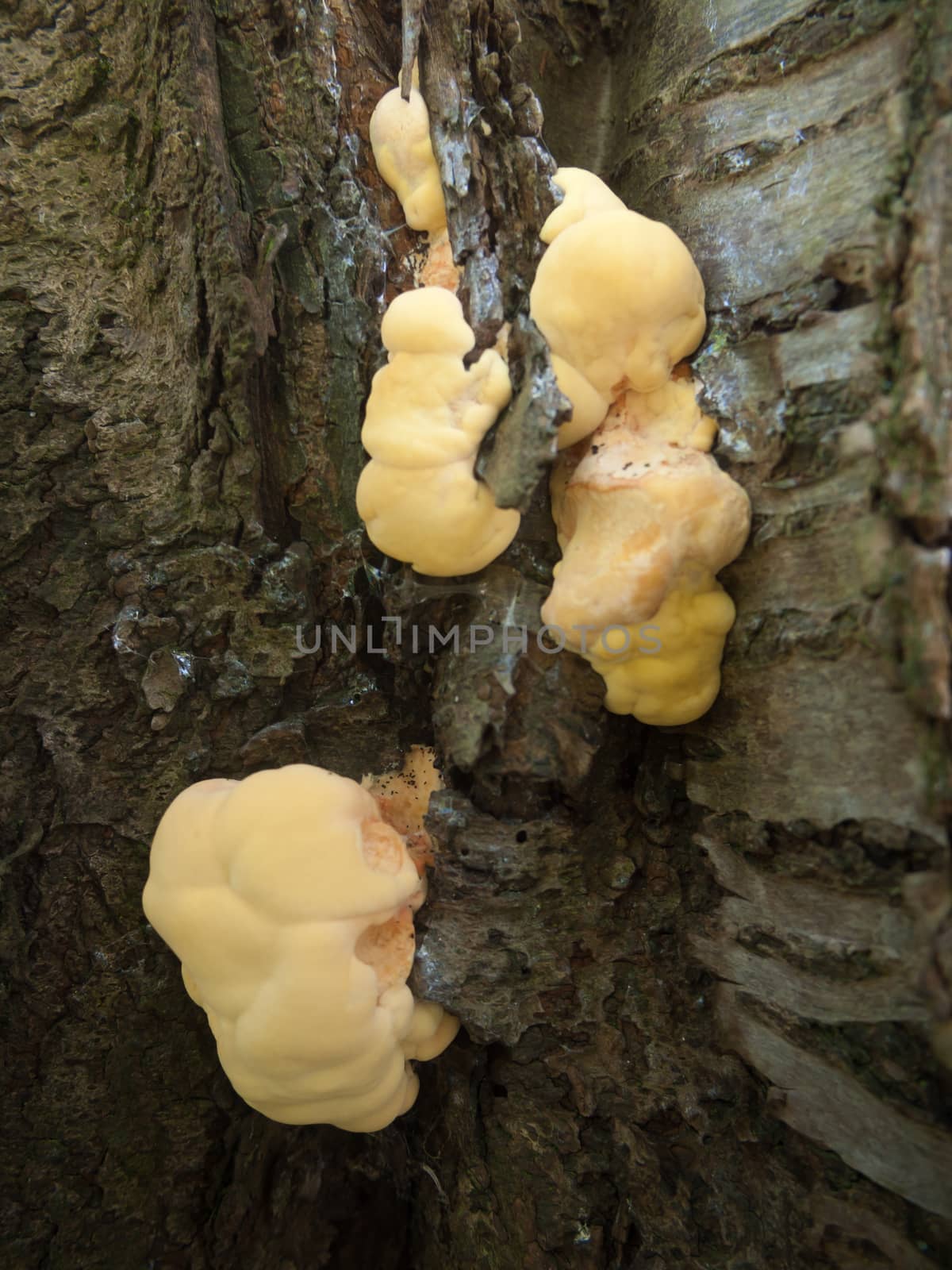 Close up chicken of the woods, sulphur shelf on bark - Laetiporus sulphureus; essex; england; uk