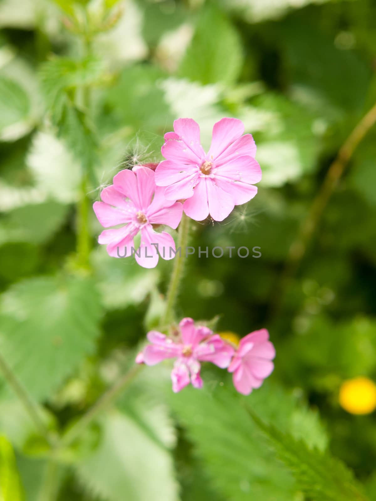 close up of beautiful pink campion flower head spring; essex; england; uk