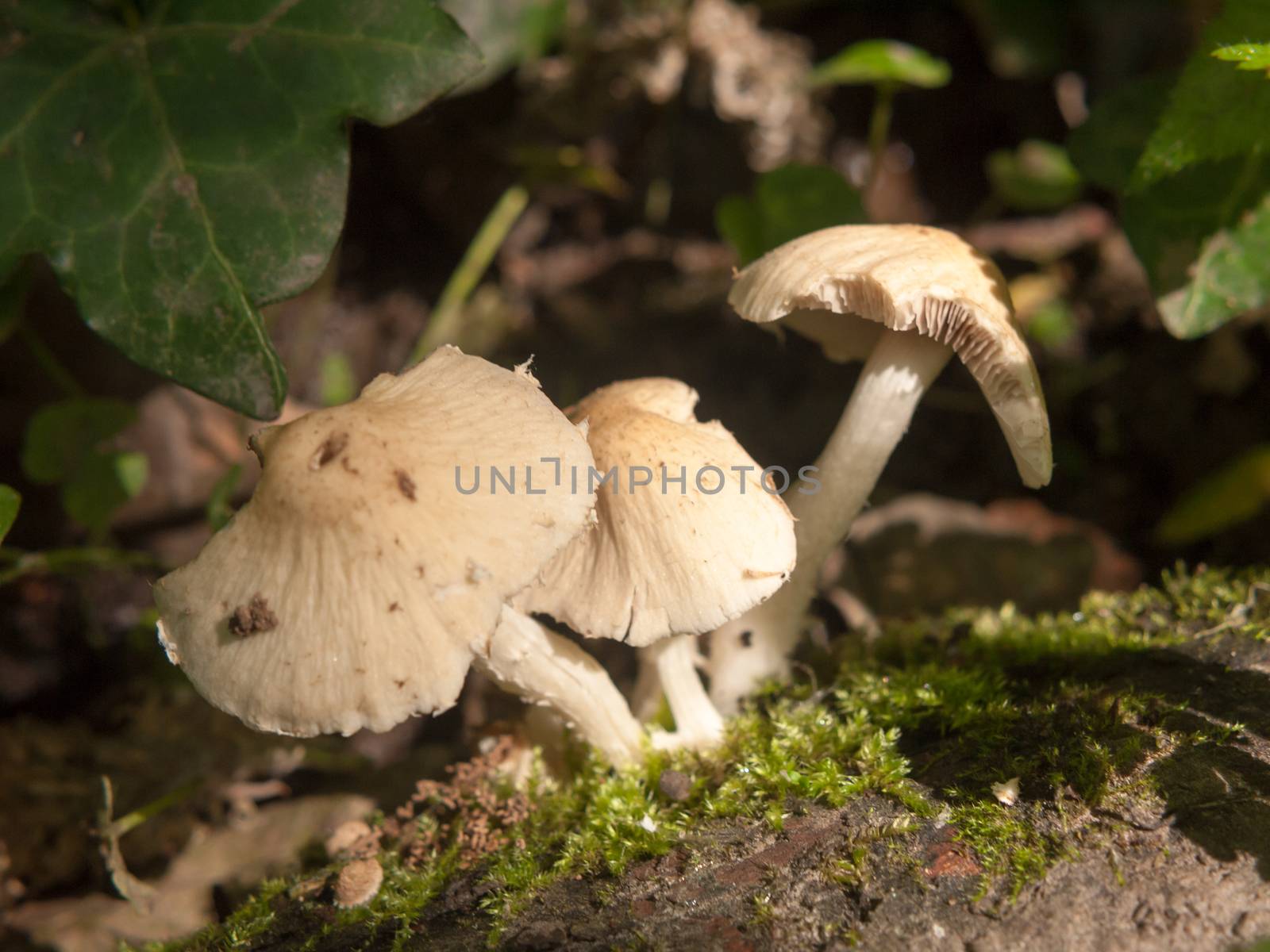 close up of white cap mushroom macro woodland floor spring eaten by callumrc