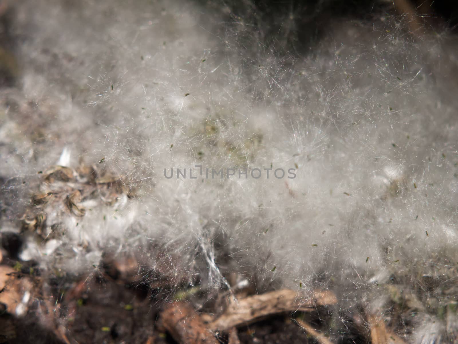 white catkin blossom spring fluff floor cotton wisp close up texture; essex; england; uk