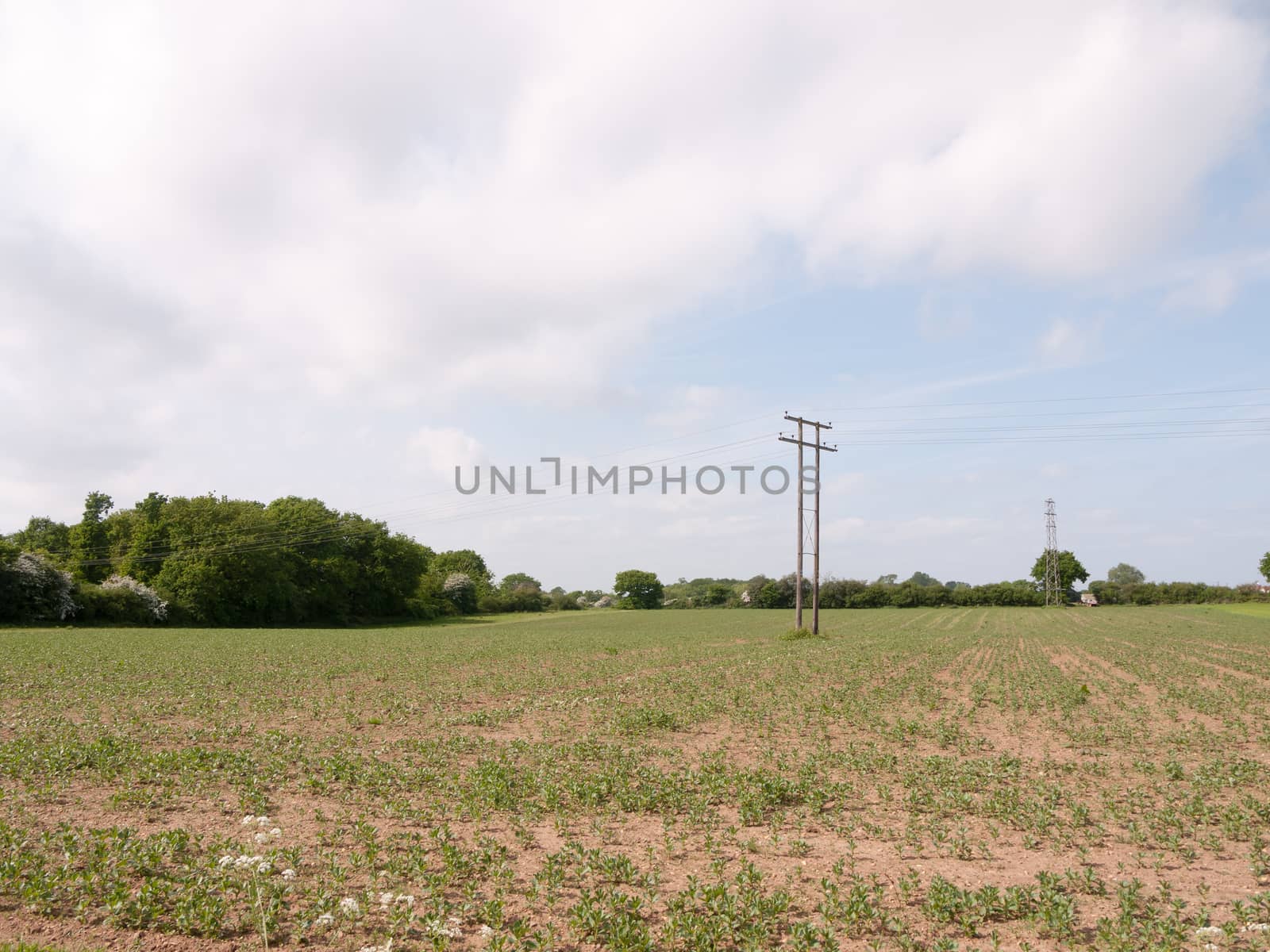 farmer's field landscape background sky spring nature agriculture; essex; england; uk