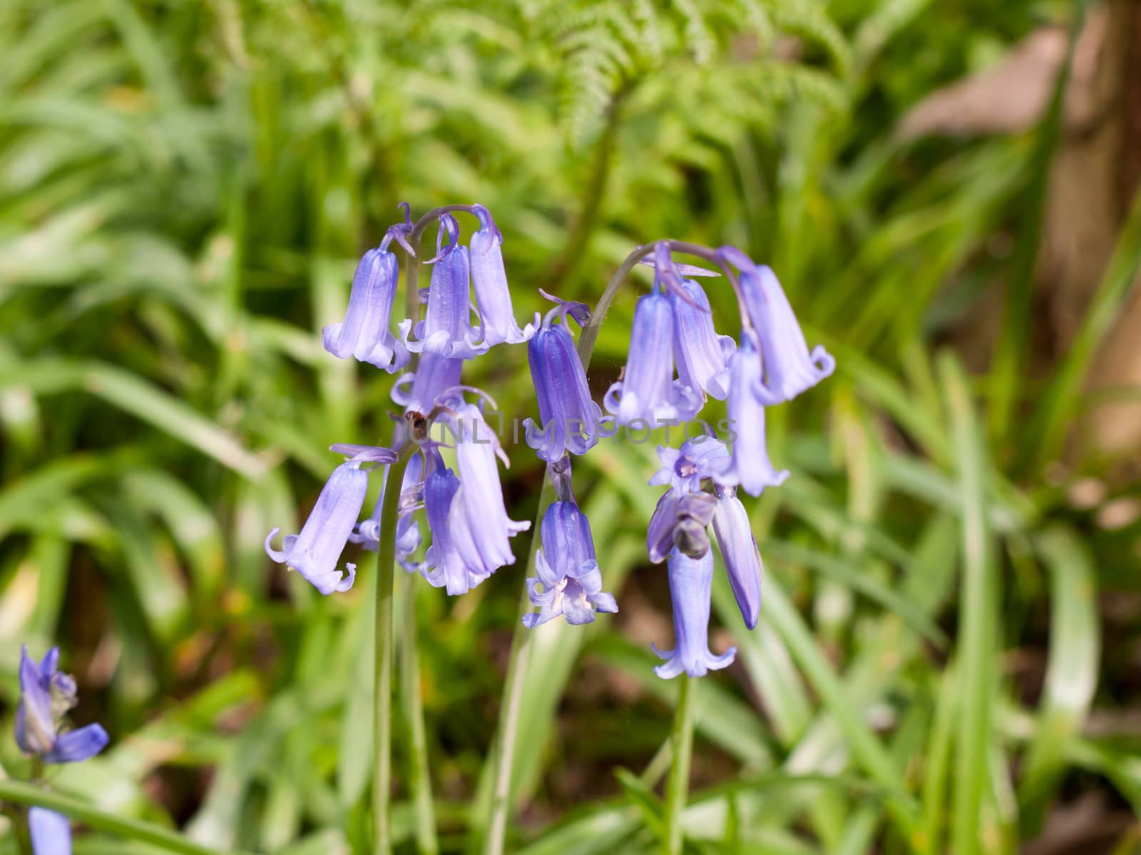 close up bluebell flower heads in spring time green meadow by callumrc
